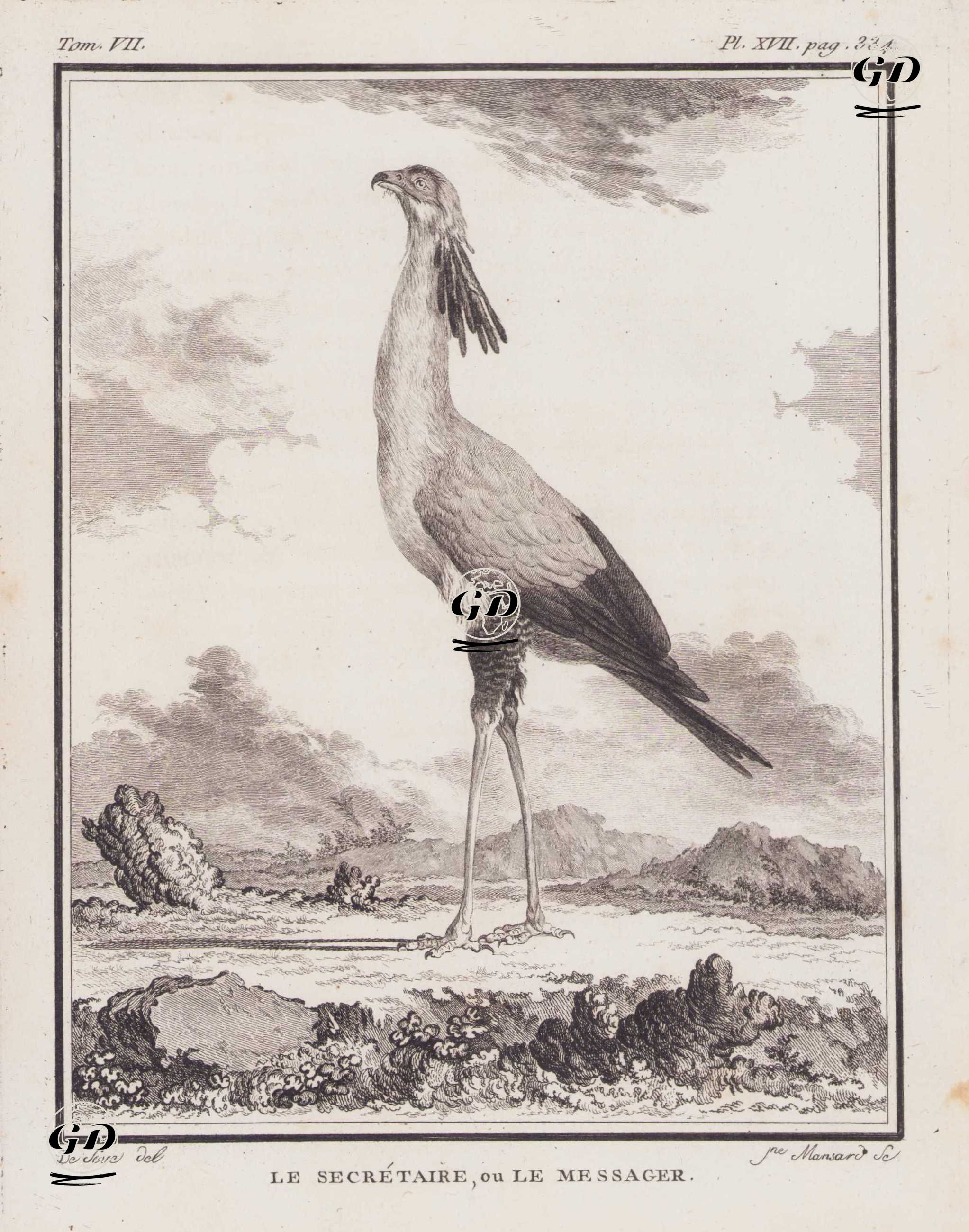 Sekreterkuşu (Katip Kuşu-Sagittarius Serpentarius) (VII.Cilt, XVII.Plate, Sayfa 334) - Jacques Eustache de Seve (active 1742-1788)-Georges Buffon (1707-1788) - 1780