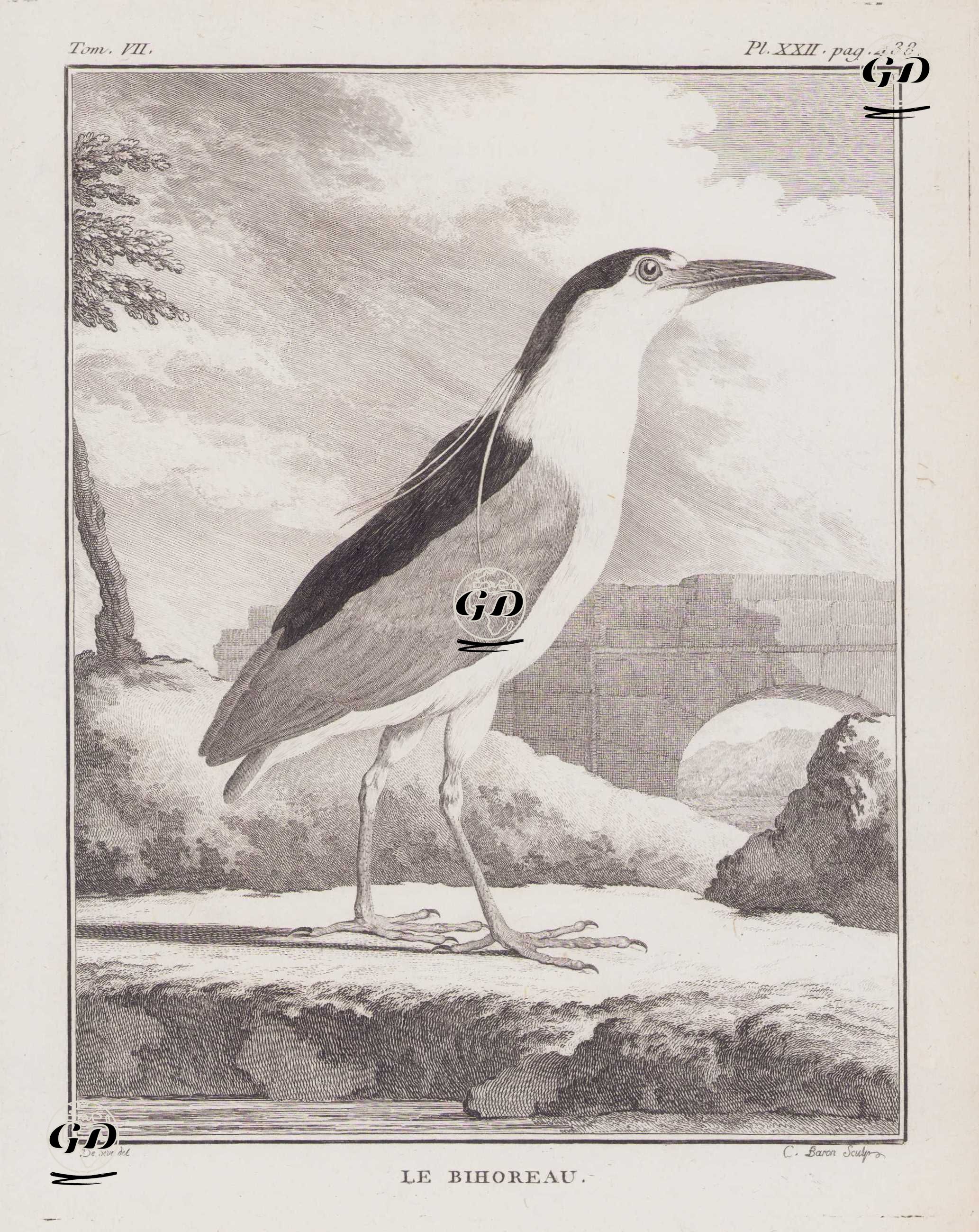 Gece Balıkçılı (Nycticorax Nycticorax) (VII.Cilt, XXII.Plate, Sayfa 438) - Jacques Eustache de Seve (active 1742-1788)-Georges Buffon (1707-1788) - 1780