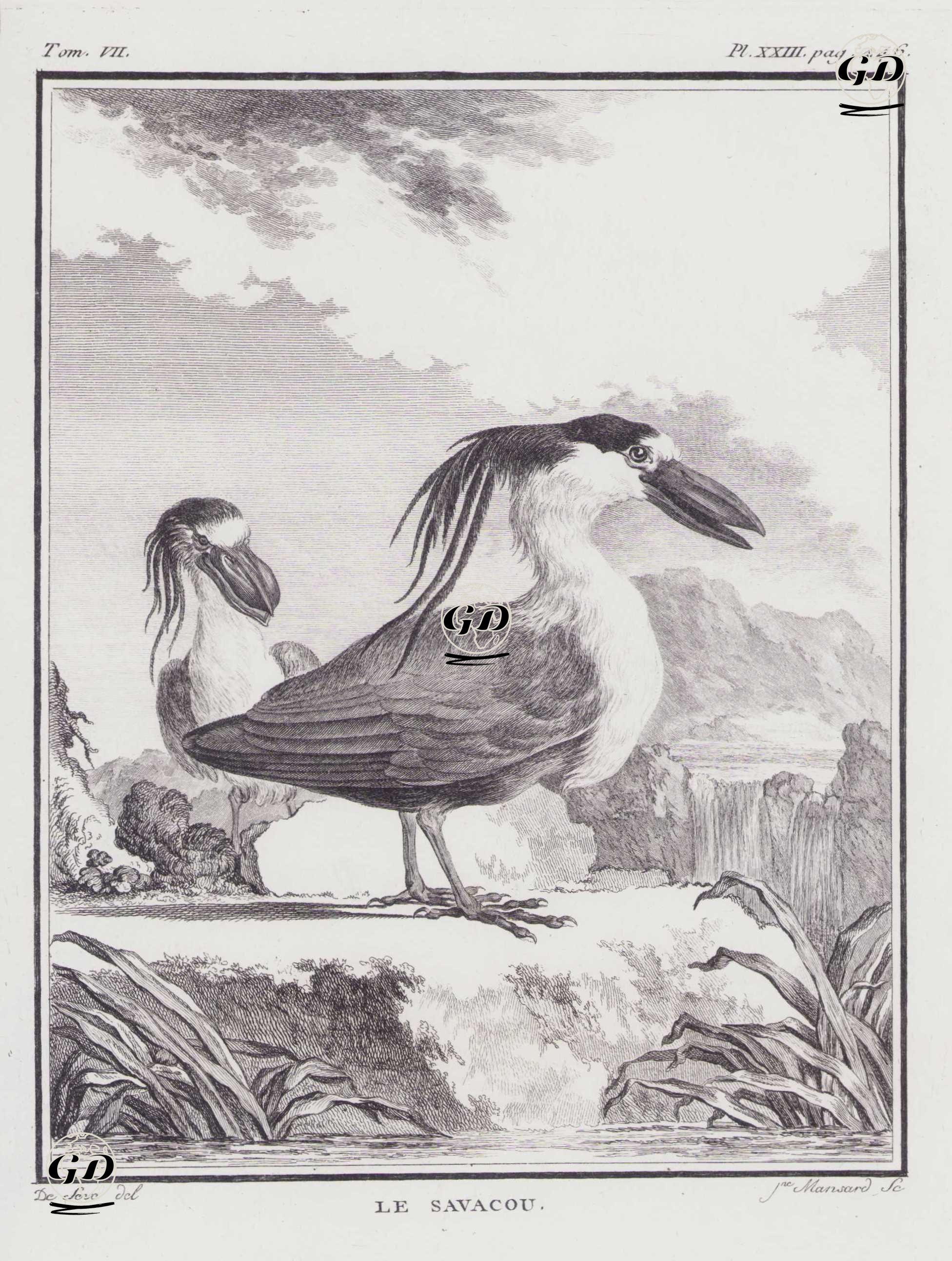 Yassı Gagalı Balıkçıl (İbrikgagalı Balıkçıl-Cochlearius cochlearius) (VII.Cilt, XXIII.Plate, Sayfa 446) - Jacques Eustache de Seve (active 1742-1788)-Georges Buffon (1707-1788) - 1780