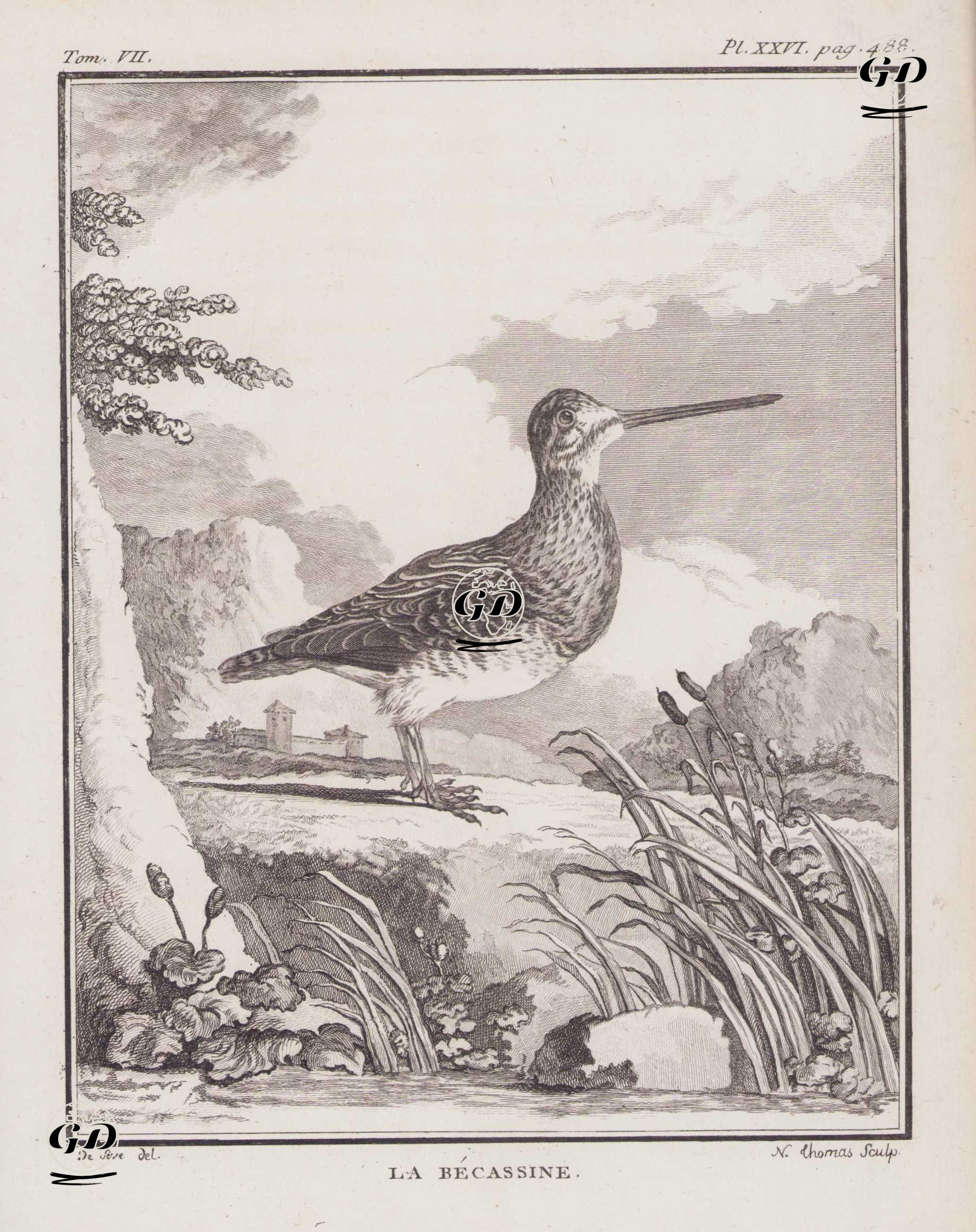 La Becassine (Common Snipe-Gallinago Gallinago) (Tom.VII. Plate XXVI. Page 488)  - Jacques Eustache de Seve (active 1742-1788)-Georges Buffon (1707-1788) - 1780