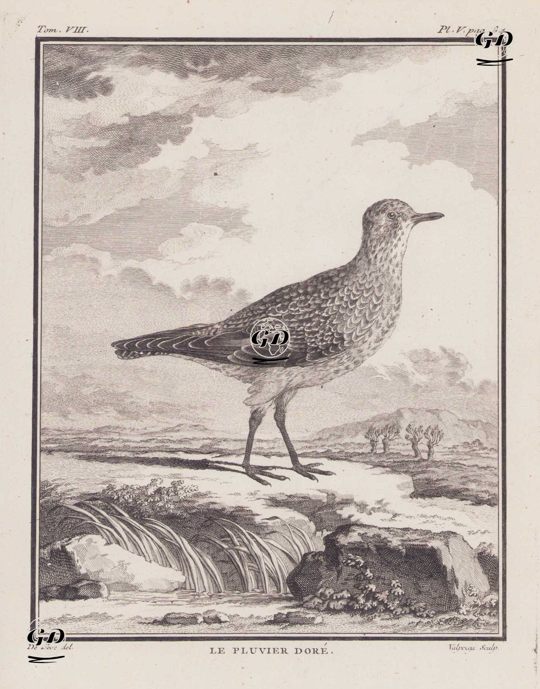 Altın Yağmurcun (Pluvialis Apricaria) (VIII.Cilt, V.Plate, Sayfa 84) - Jacques Eustache de Seve (active 1742-1788)-Georges Buffon (1707-1788) - 1781