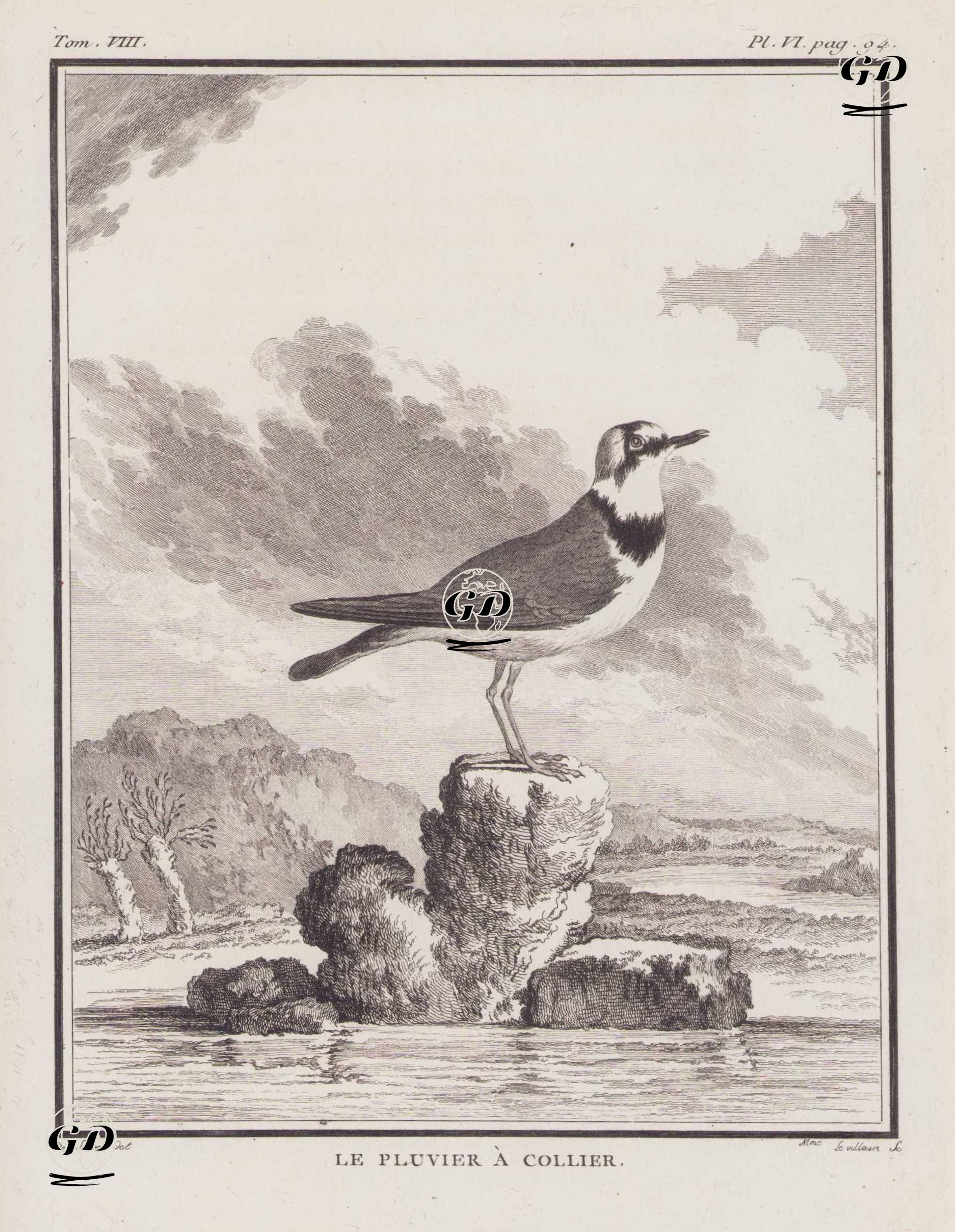Halkalı Cılıbıt (Kolyeli Büyük Yağmur Kuşu, Halkalı Yağmurcun-Charadrius Hiaticula) (VIII.Cilt, VI.Plate, Sayfa 94) - Jacques Eustache de Seve (active 1742-1788)-Georges Buffon (1707-1788) - 1781