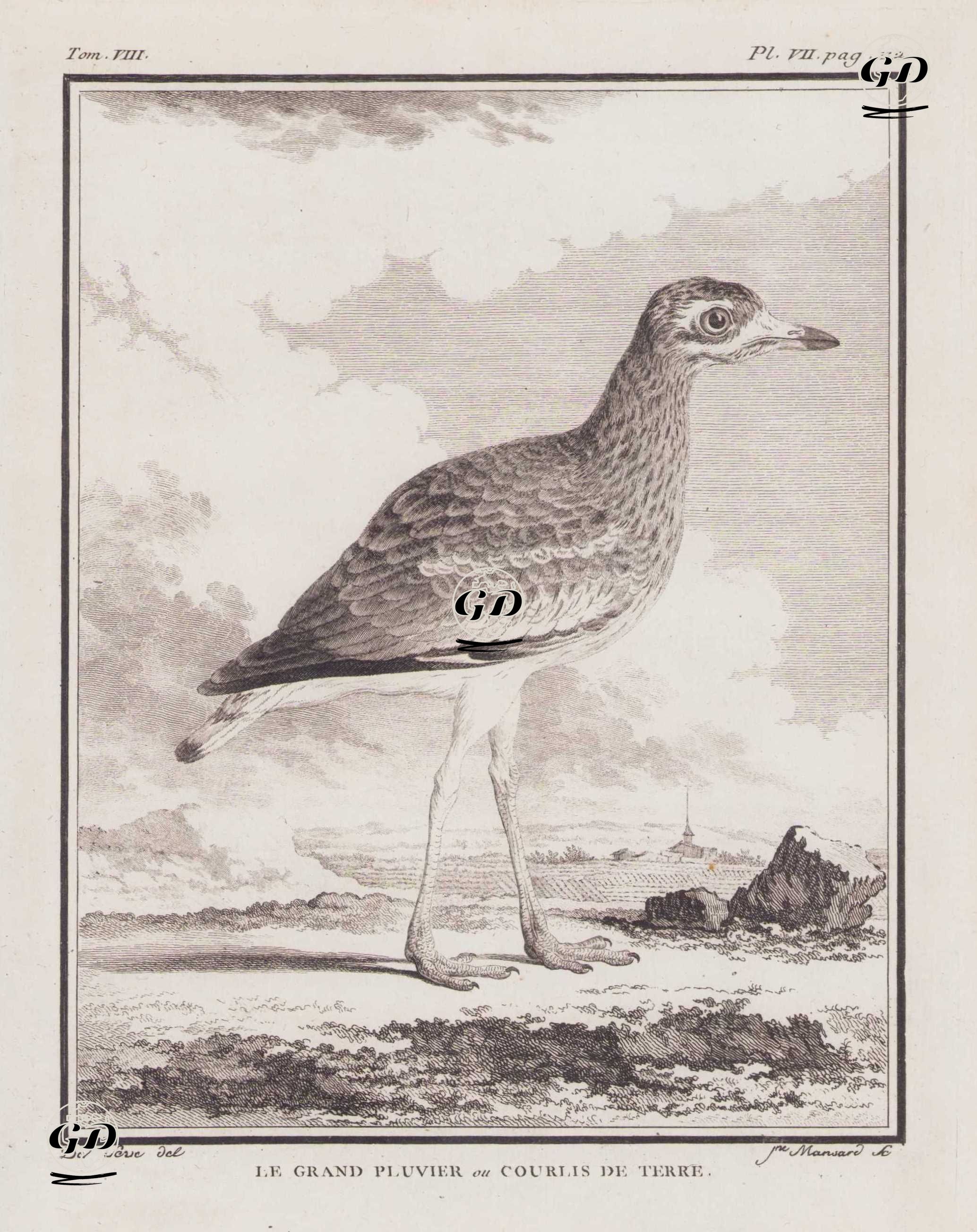 Kıyı Kocagözü (Büyük Kalınbacakli-Esacus Recurvirostris) (VIII.Cilt, VII.Plate, Sayfa 112) - Jacques Eustache de Seve (active 1742-1788)-Georges Buffon (1707-1788) - 1781