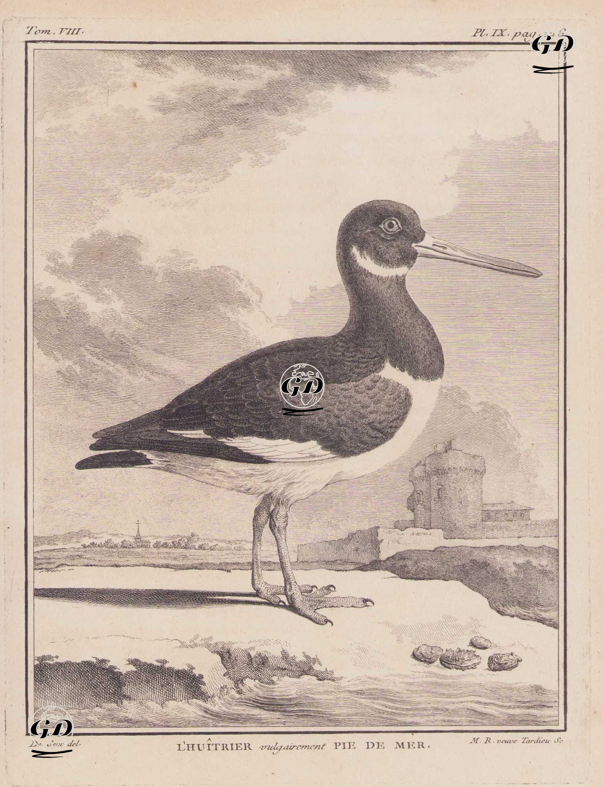 Poyrazkuşu (Deniz Saksağanı, Deniz Çulluğu, İstiridye Avcısı-Haematopus Ostralegus) (VIII.Cilt, IX.Plate, Sayfa 126) - Jacques Eustache de Seve (active 1742-1788)-Georges Buffon (1707-1788) - 1781