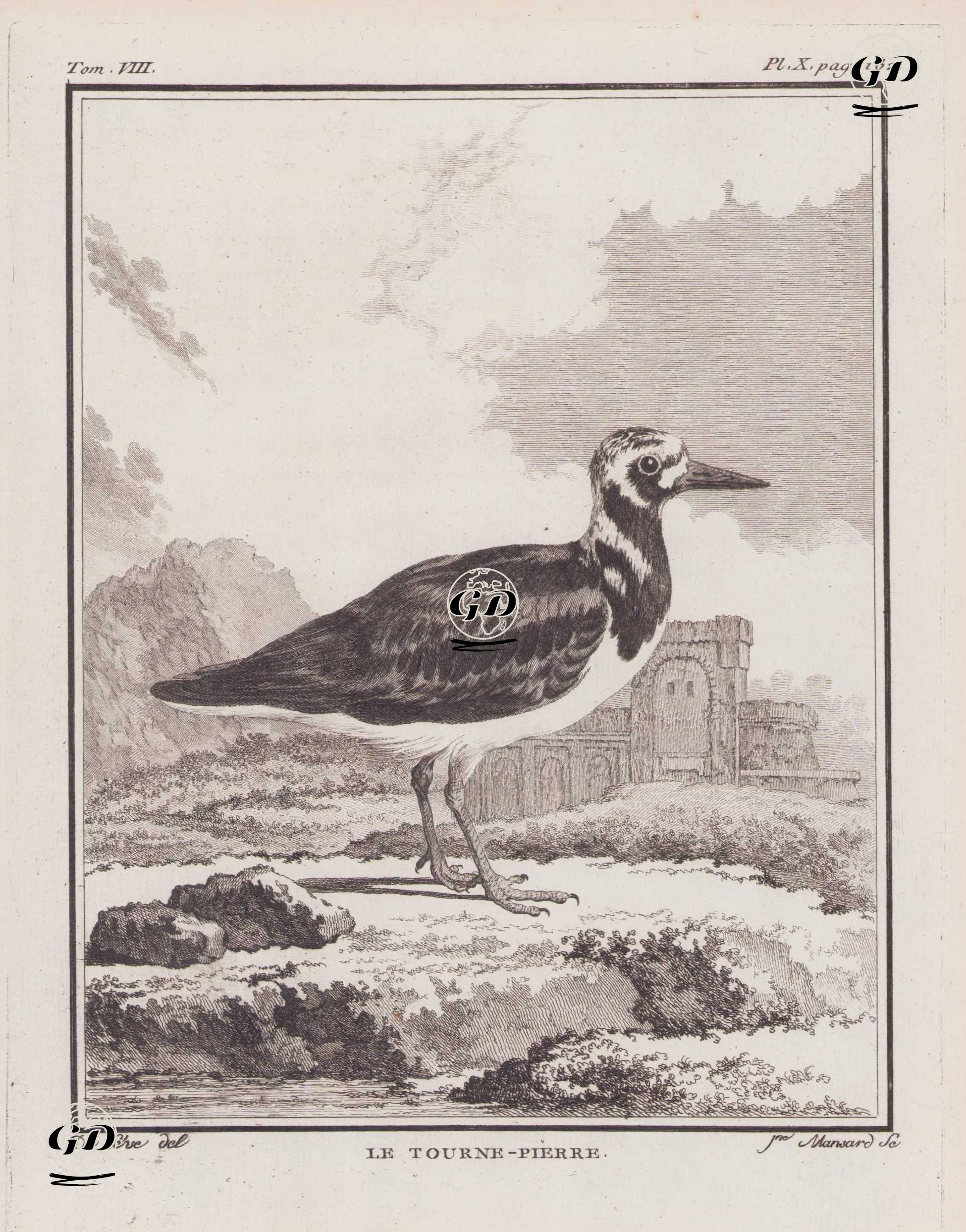 Le Tourne-Pierre (Ruddy Turnstone-Arenaria Interpres) (Tom.VIII. Plate X. Page 132)  - Jacques Eustache de Seve (active 1742-1788)-Georges Buffon (1707-1788) - 1781