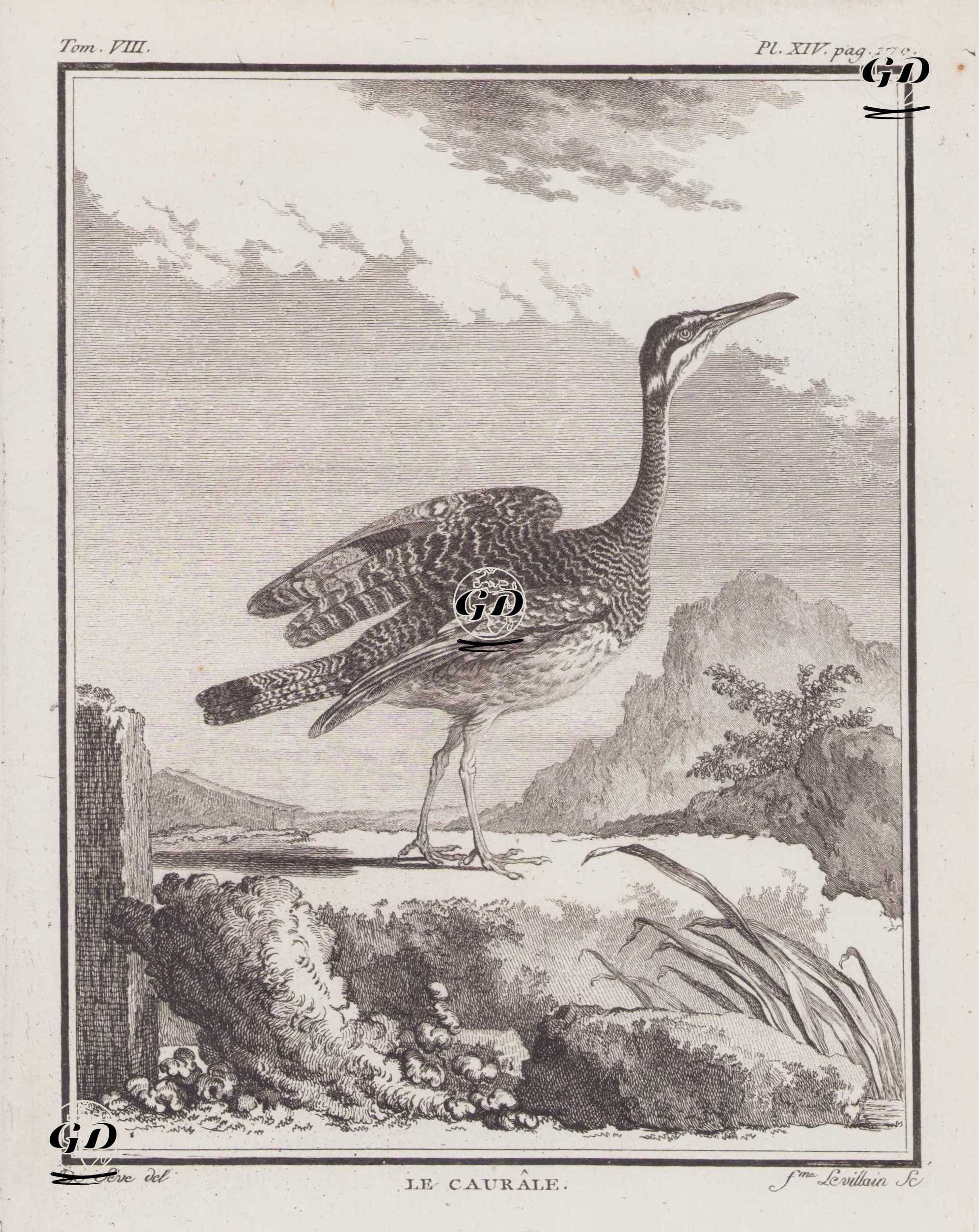Le Caurale (Sunbittern-Eurypyga Helias) (Tom.VIII. Plate XIV. Page 170)  - Jacques Eustache de Seve (active 1742-1788)-Georges Buffon (1707-1788) - 1781