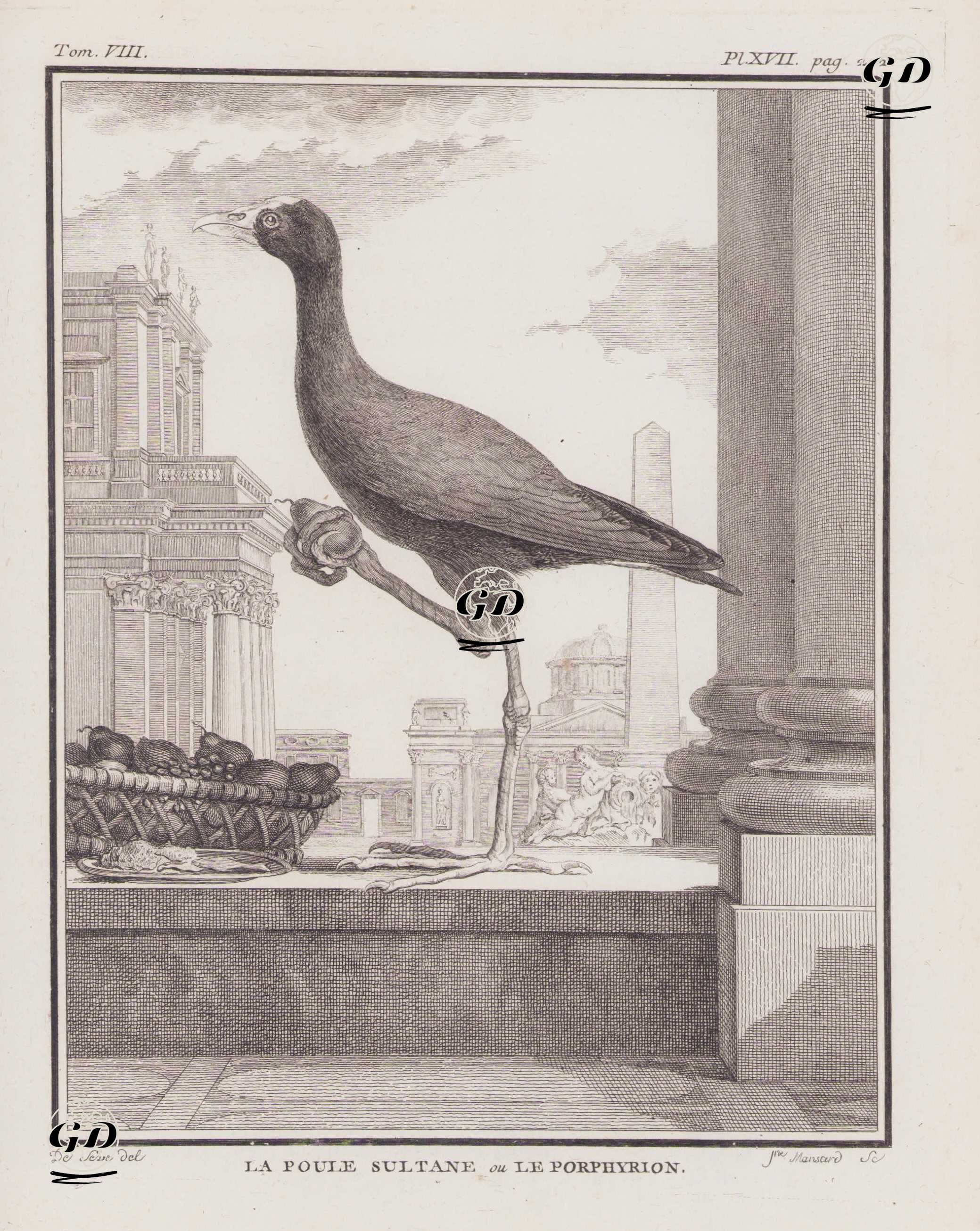La Poule Sultane ou Le Porphyrion (Western Swamphen, Purple Swamphen-Porphyrio Porphyrio) (Tom.VIII. Plate XVII. Page 202)  - Jacques Eustache de Seve (active 1742-1788)-Georges Buffon (1707-1788) - 1781
