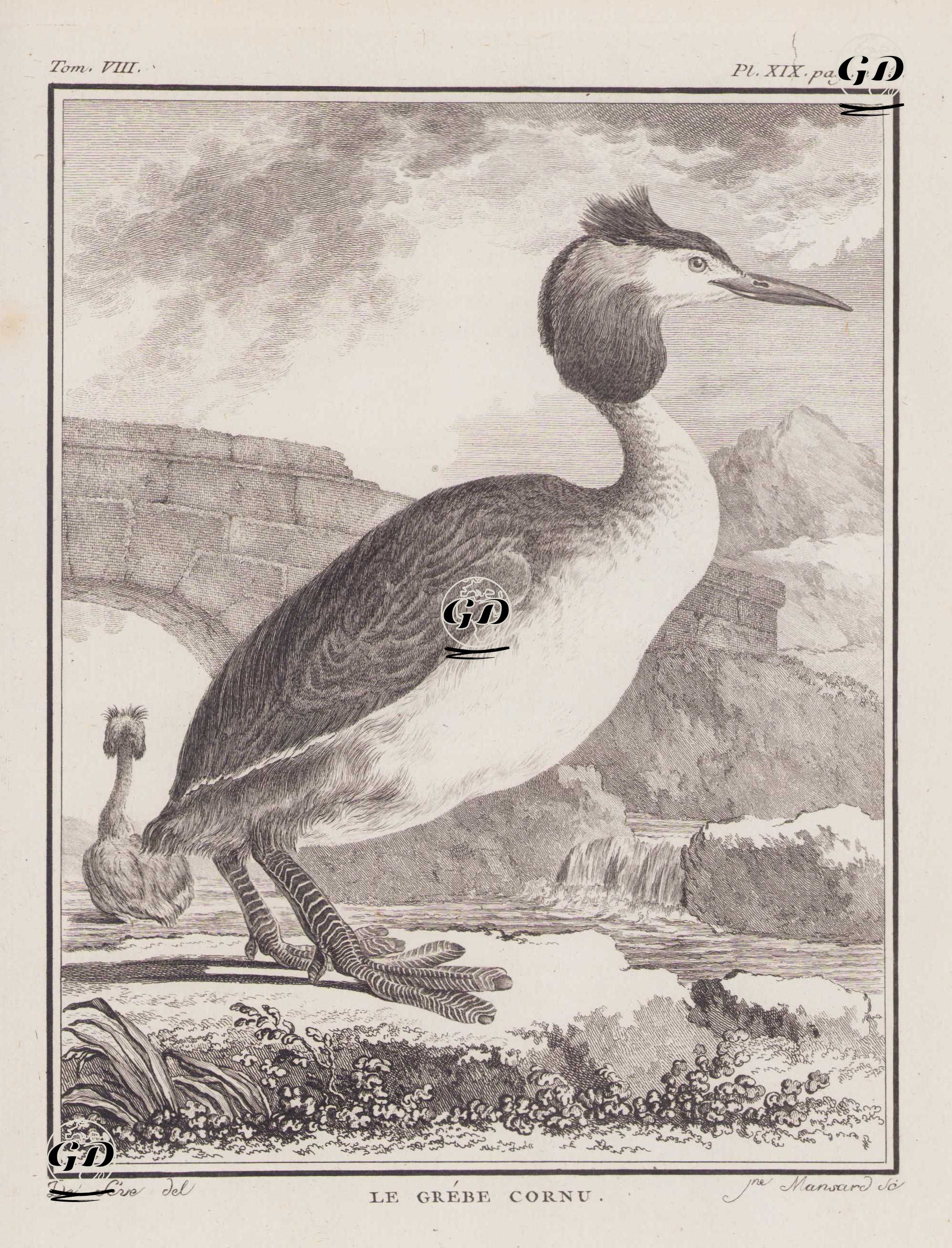 Bahri (Tepeli Batağan, Elmabaş Batağan-Podiceps Cristatus) (VIII.Cilt,  XIX.Plate, Sayfa 236) - Jacques Eustache de Seve (active 1742-1788)-Georges Buffon (1707-1788) - 1781
