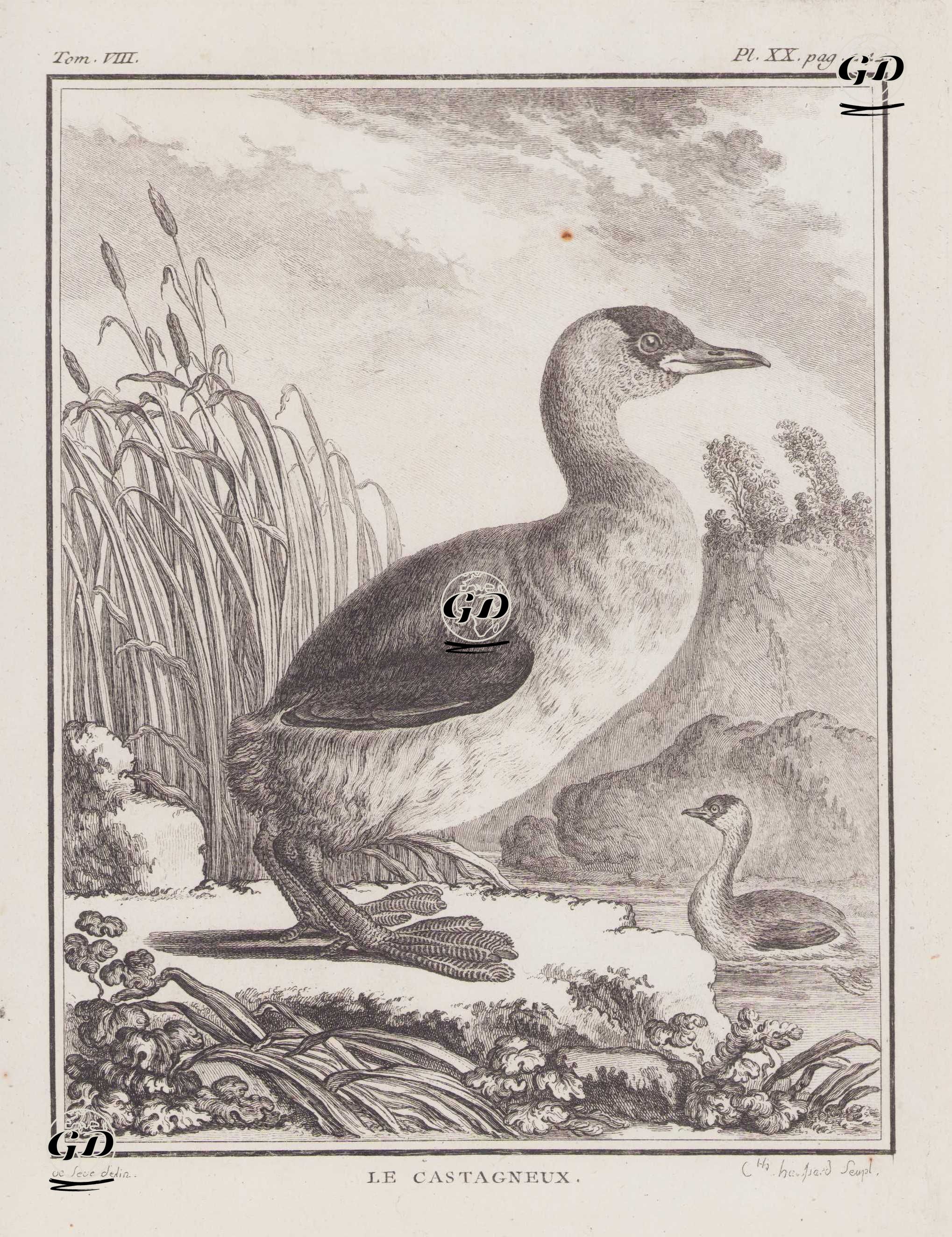 Le Castagneux (Little Grebe-Tachybaptus Ruficollis) (Tom.VIII. Plate XX. Page 244)  - Jacques Eustache de Seve (active 1742-1788)-Georges Buffon (1707-1788) - 1781