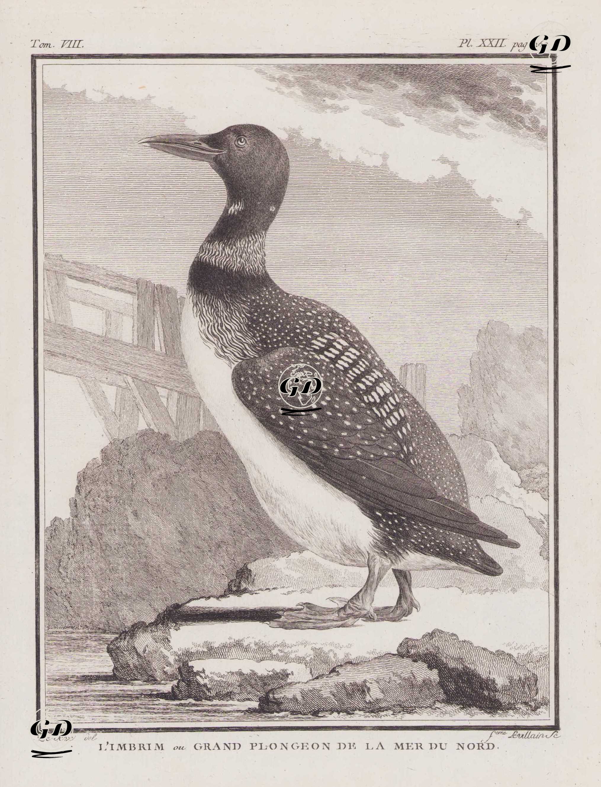 Buz Dalgıçı (Kuzey Büyük Dalgıçı, Dalgıç Kusu-Gavia İmmer) (VIII.Cilt, XXII.Plate, Sayfa 260) - Jacques Eustache de Seve (active 1742-1788)-Georges Buffon (1707-1788) - 1781