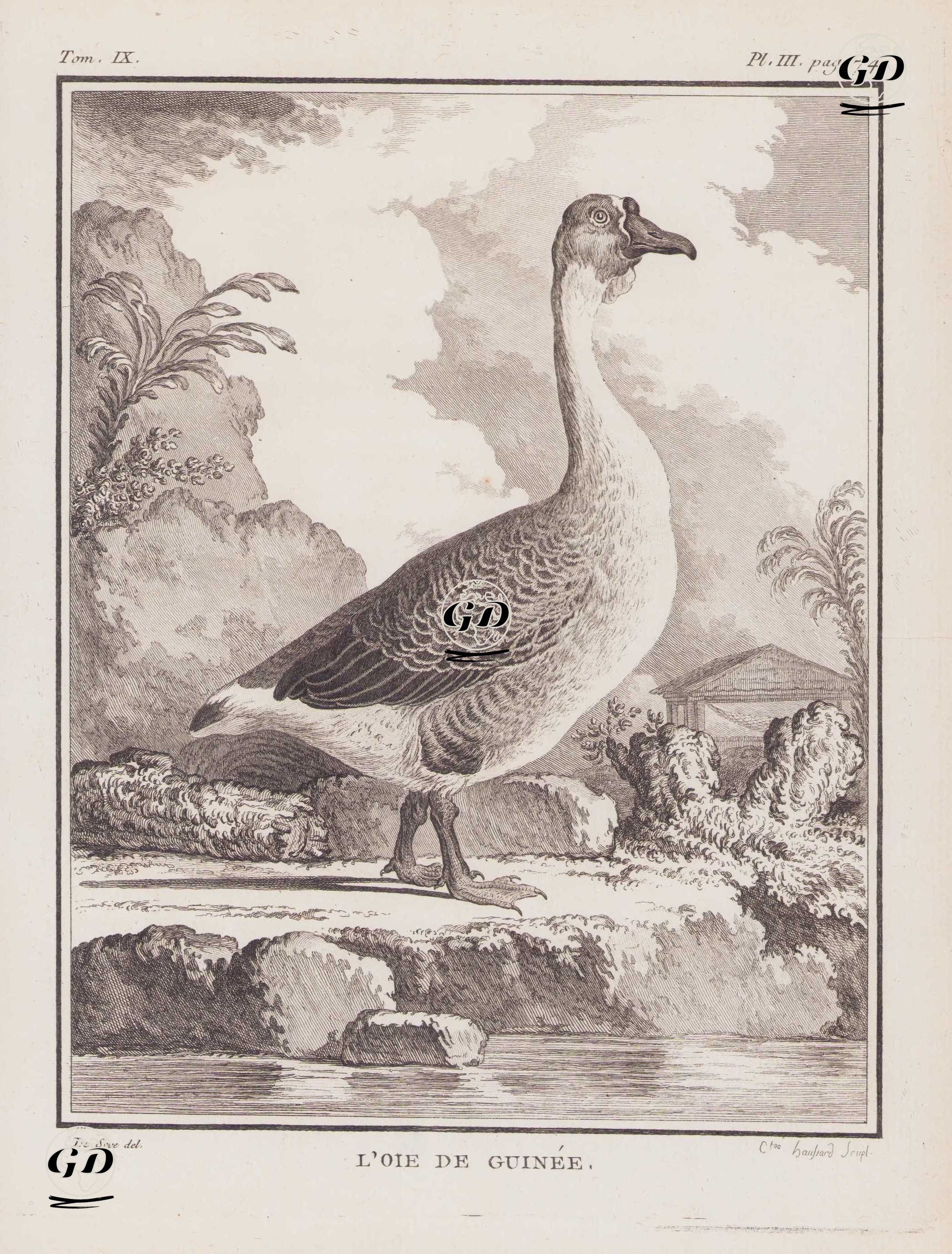 Kuğu Kazı (Çin Kazı-Anser Cygnoides) (IX.Cilt, III.Plate, Sayfa 74) - Jacques Eustache de Seve (active 1742-1788)-Georges Buffon (1707-1788) - 1783