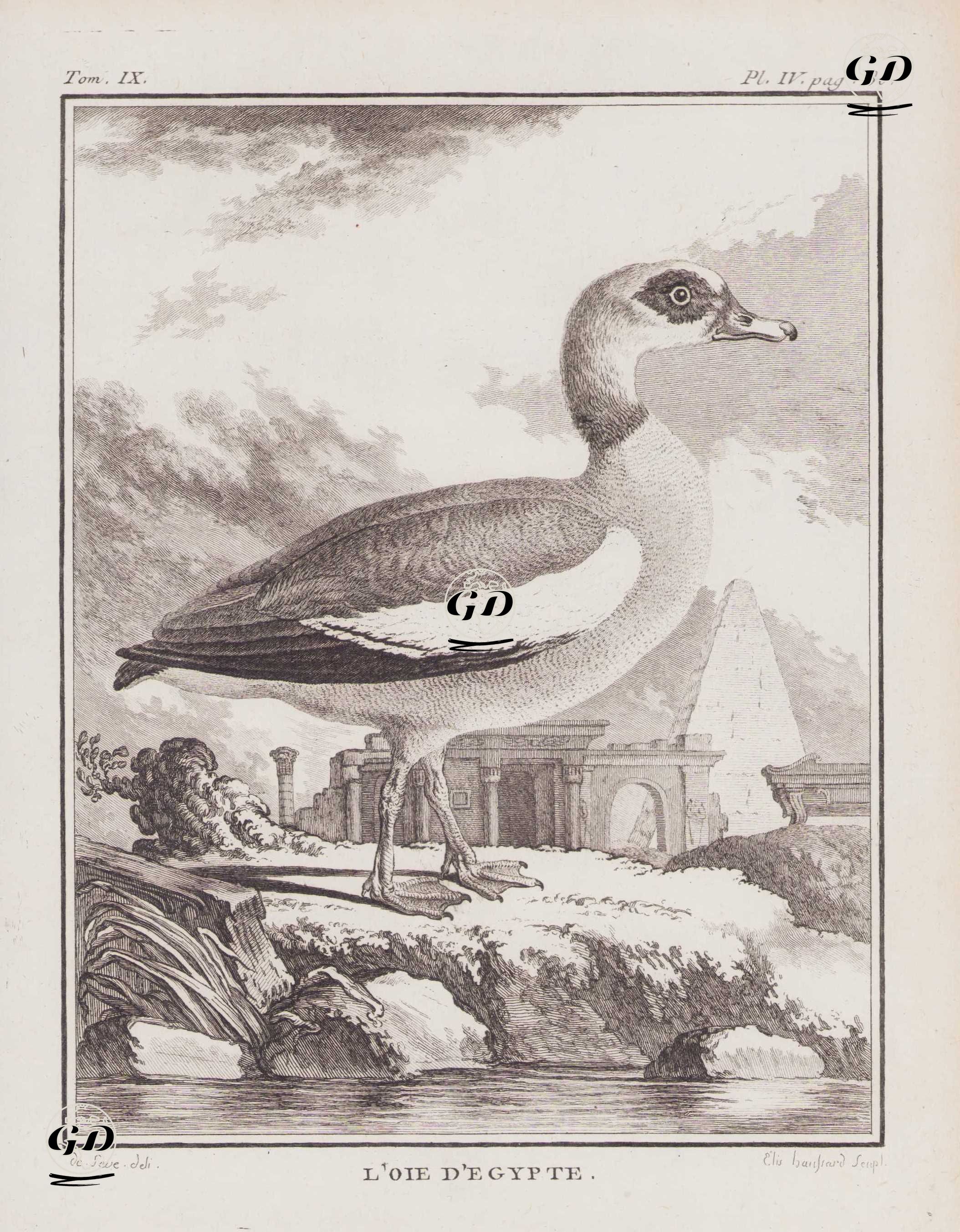 Nil Kazı (Mısır Kazı-Alopochen Aegyptiaca) (IX.Cilt, IV.Plate, Sayfa 80) - Jacques Eustache de Seve (active 1742-1788)-Georges Buffon (1707-1788) - 1783