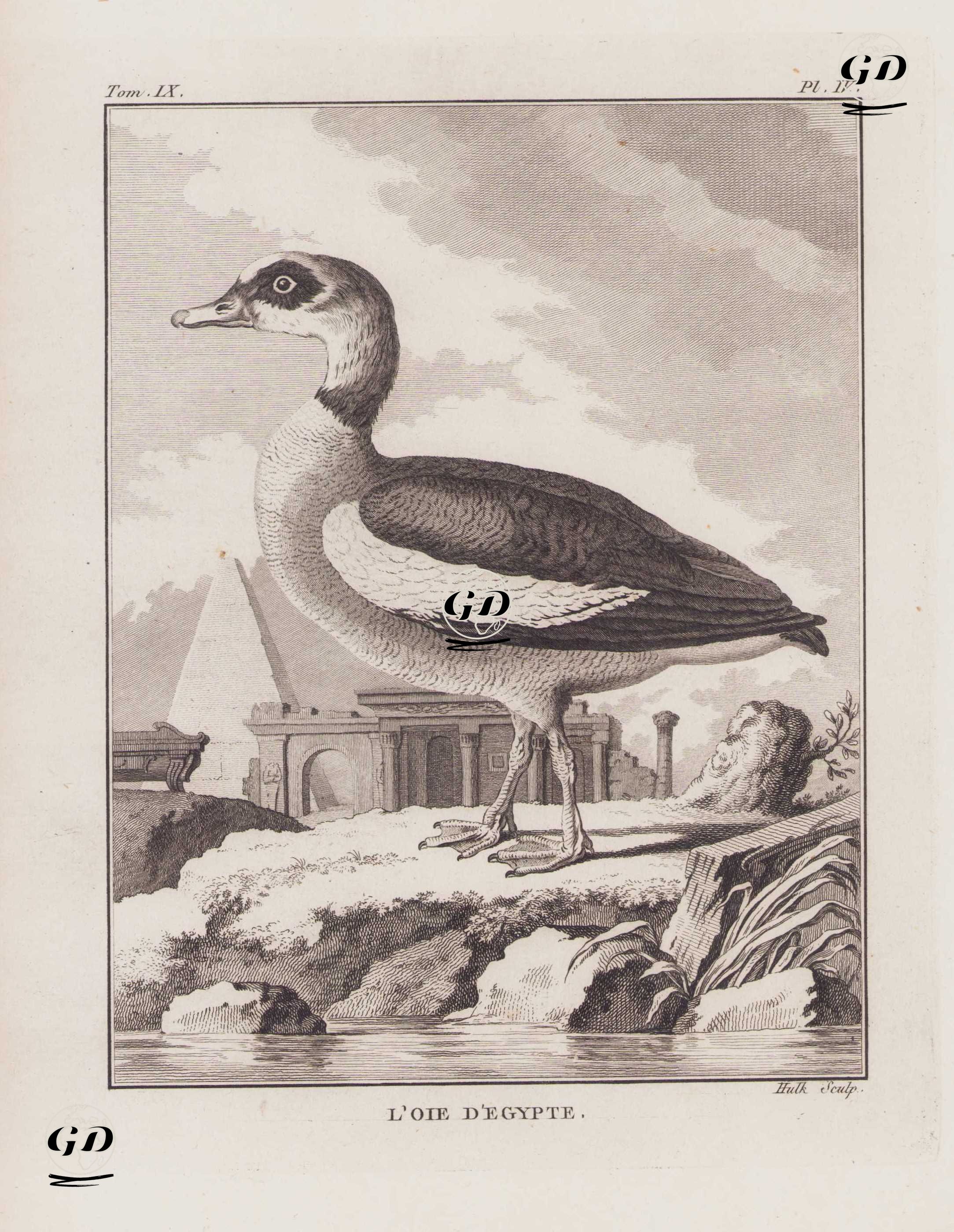 Nil Kazı (Mısır Kazı-Alopochen Aegyptiaca) (IX.Cilt, IV.Plate) - Georges Buffon (1707-1788) - 1780