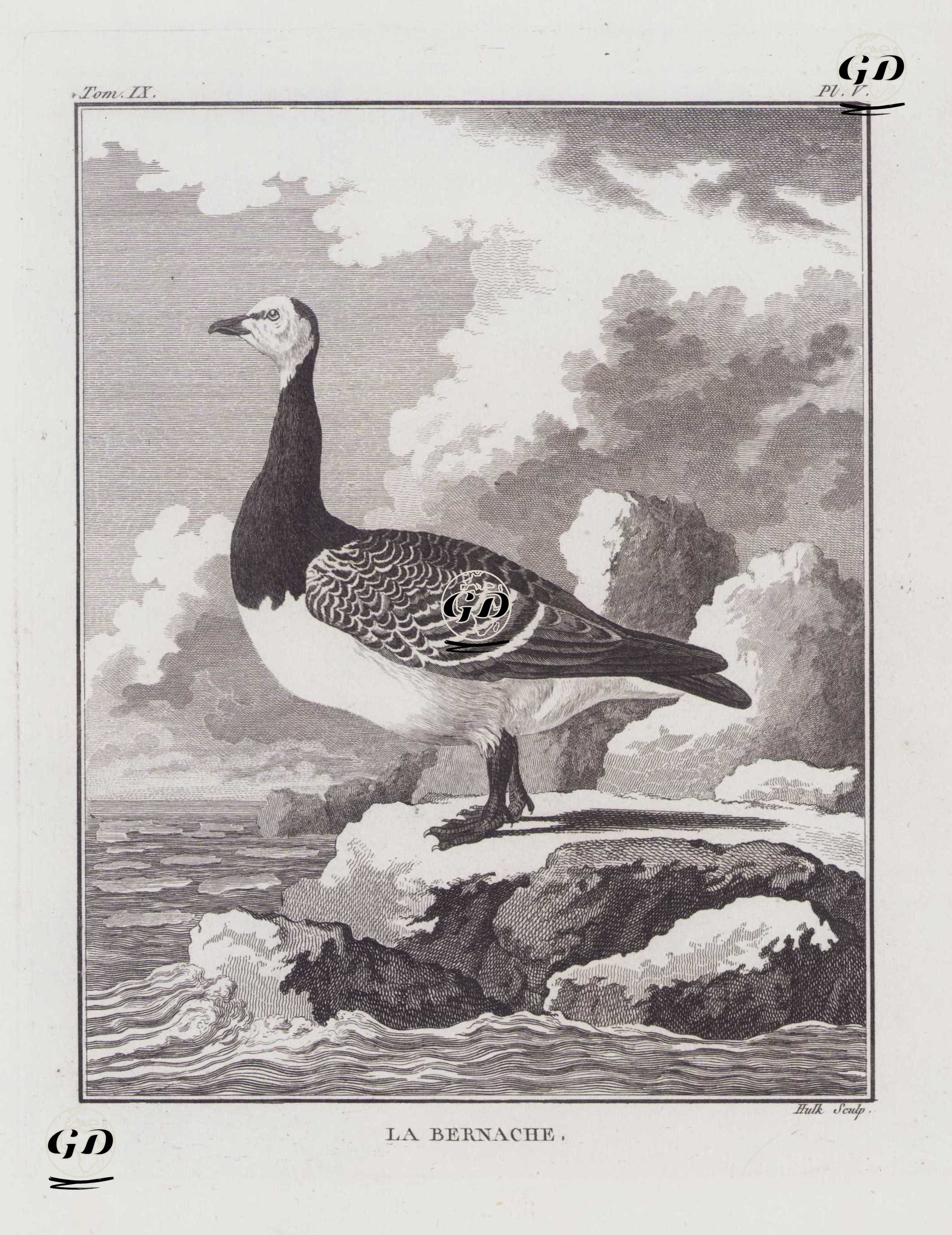 La Bernache (Barnacle Goose-Branta Leucopsis) (Tom.IX. Plate V.)  - Georges Buffon (1707-1788) - 1780