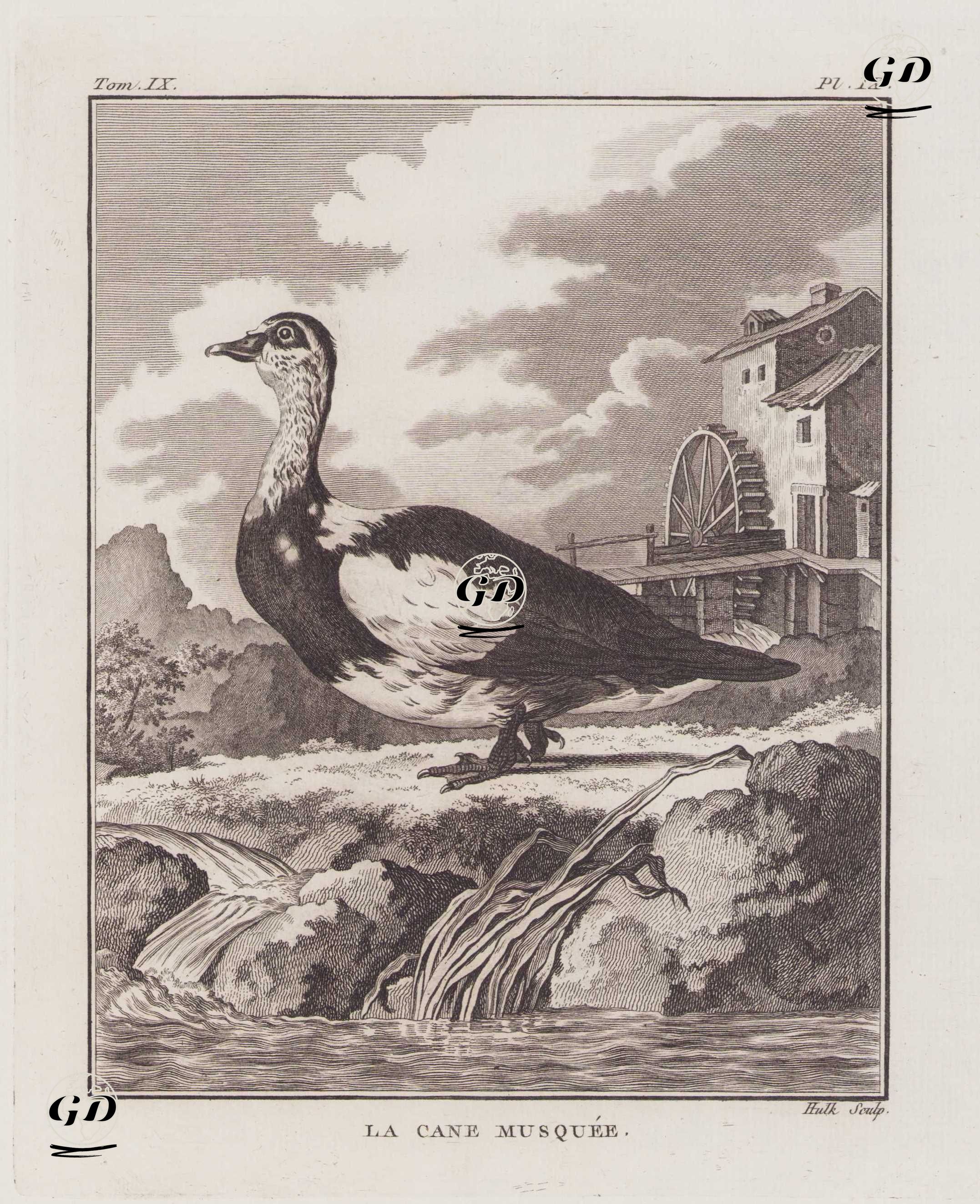 Moskof Ördeği (Güney Amerika Misk Ördeği-Cairina Moschata)  (IX.Cilt, IX.Plate) - Georges Buffon (1707-1788) - 1780