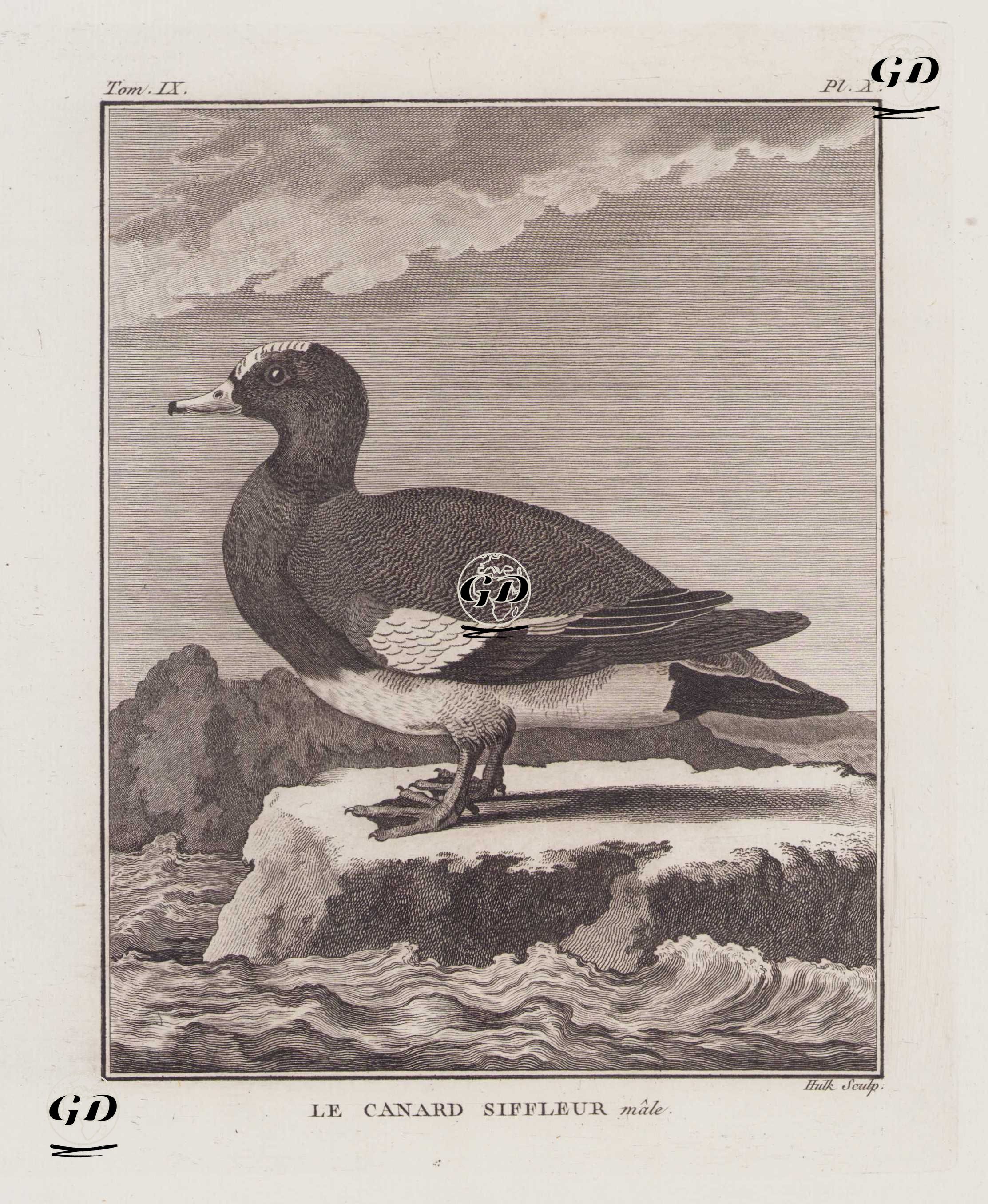 Fiyo Ördeği (Erkek) (Islıkçı Ördek, Fiyu-Mareca Penelope) (IX.Cilt X.Plate) - Georges Buffon (1707-1788) - 1780