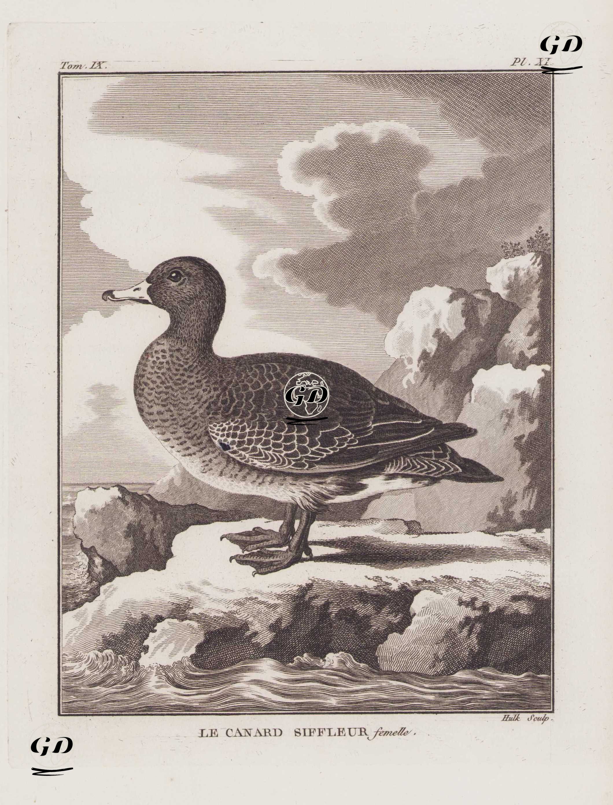 Fiyo Ördeği (Dişi) (Islıkçı Ördek, Fiyu-Mareca Penelope) (IX.Cilt XI.Plate) - Georges Buffon (1707-1788) - 1780