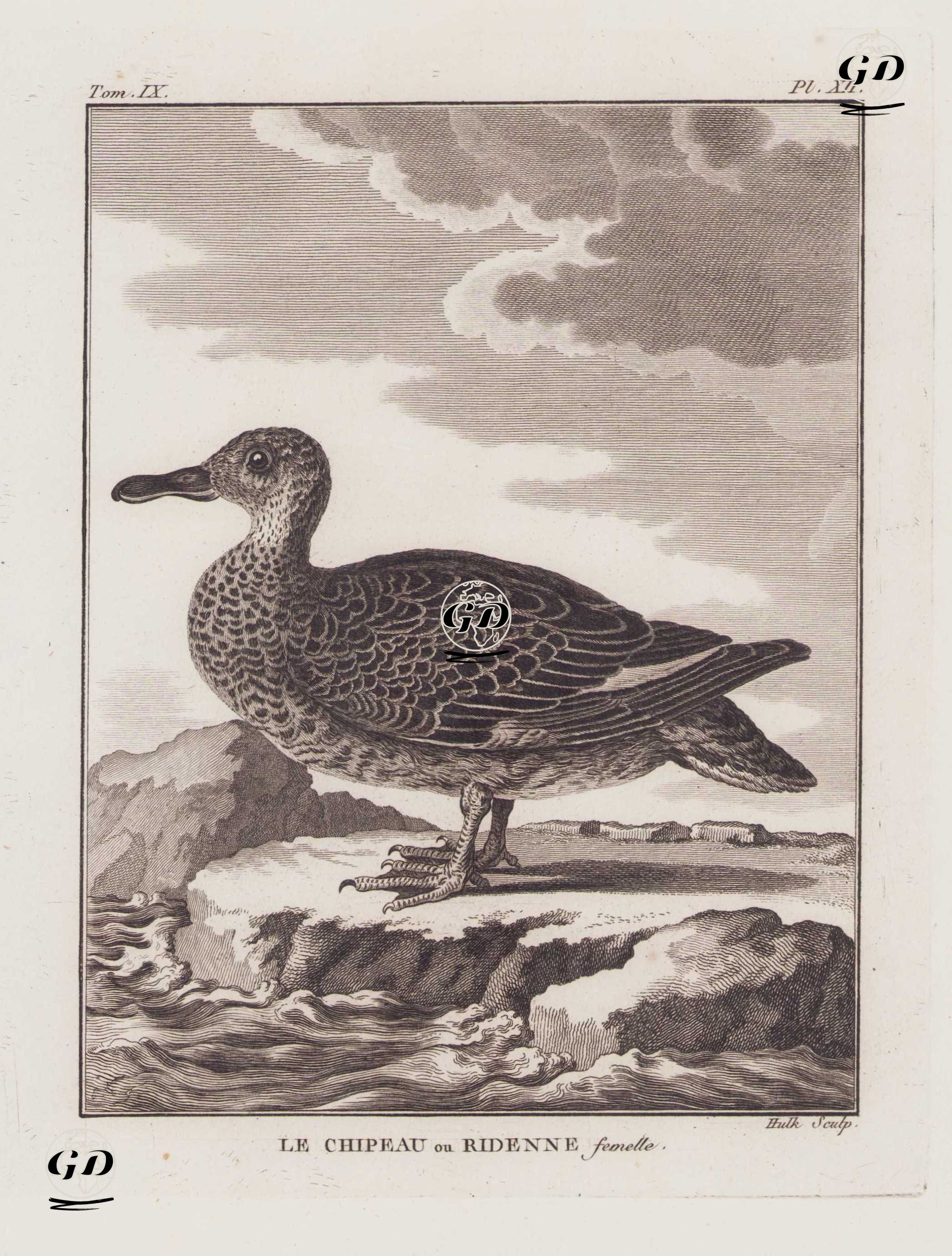 Boz Ördek (Dişi) (Mareca Strepera) (IX.Cilt XII.Plate) - Georges Buffon (1707-1788) - 1780