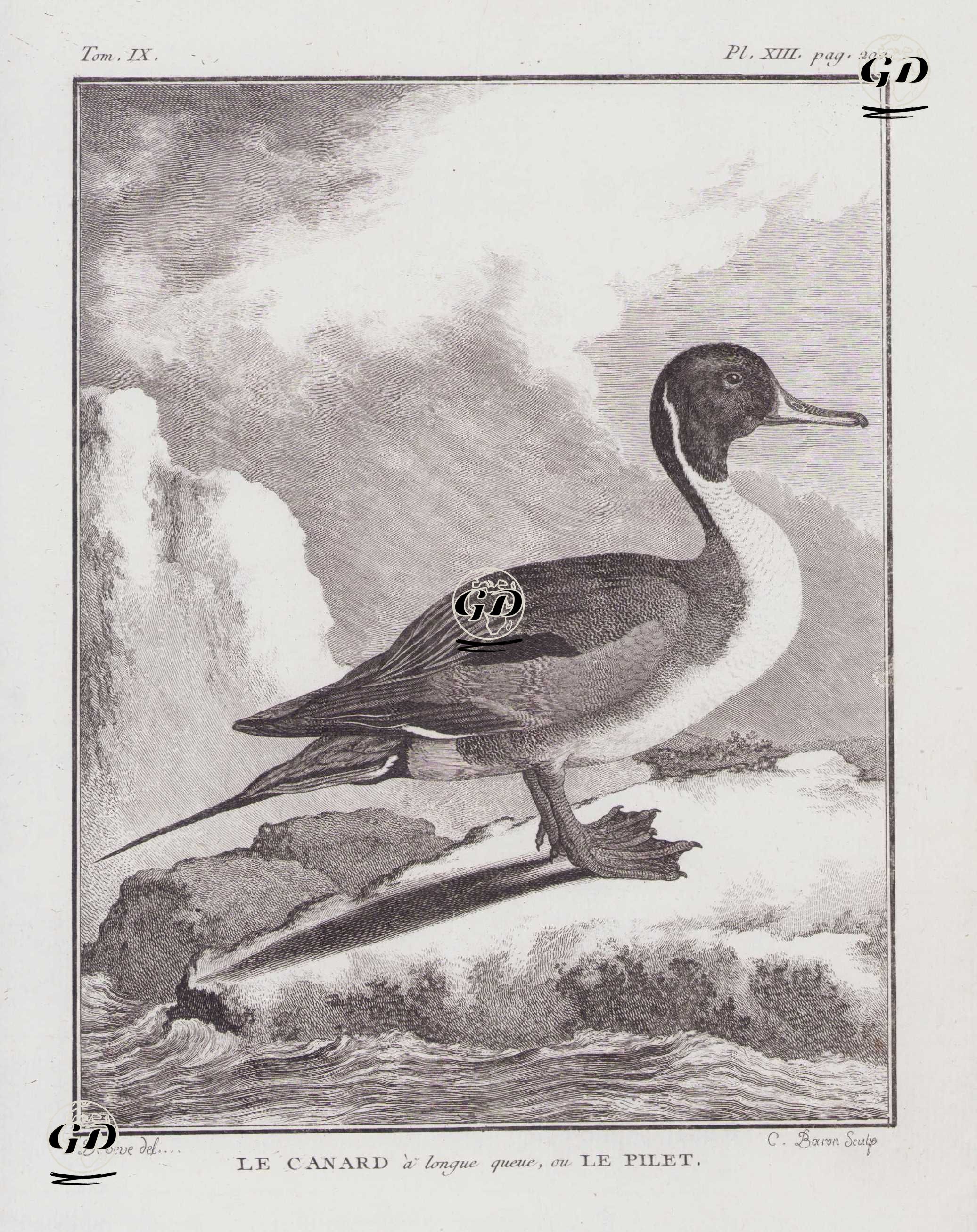 Le Canard A Longue Queue, ou Le Pilet (Northern Pintail-Anas Acuta) (Tom.IX. Plate XIII. Page 200)  - Jacques Eustache de Seve (active 1742-1788)-Georges Buffon (1707-1788) - 1783