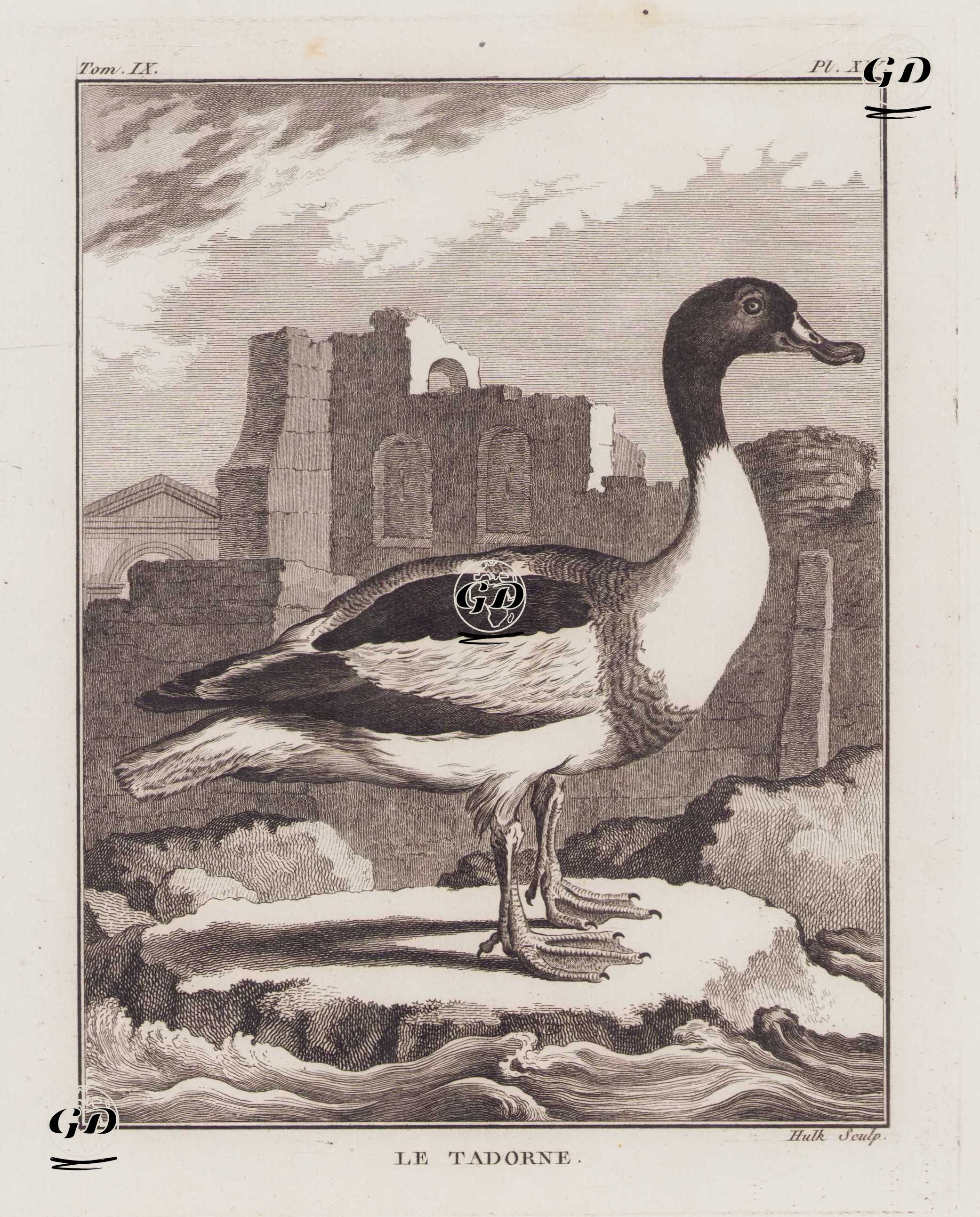 Suna (Hanım Ördeği, Kuşaklı Ördek-Tadorna Tadorna) (IX.Cilt, XIV.Plate) - Georges Buffon (1707-1788) - 1780