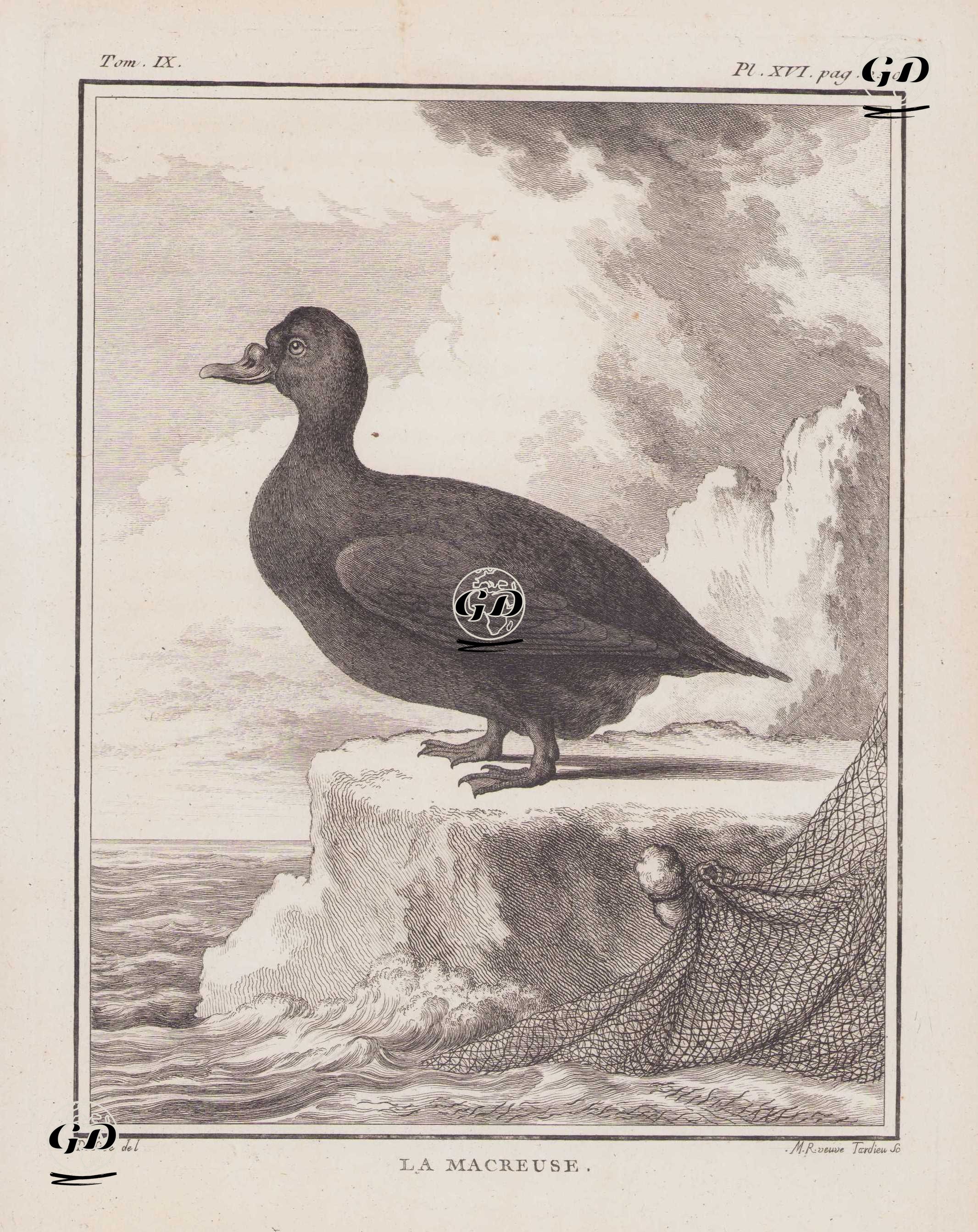 Kadife Ördek (Melanitta Fusca) (IX.Cilt, XVI.Plate, Sayfa 240) - Jacques Eustache de Seve (active 1742-1788)-Georges Buffon (1707-1788) - 1783