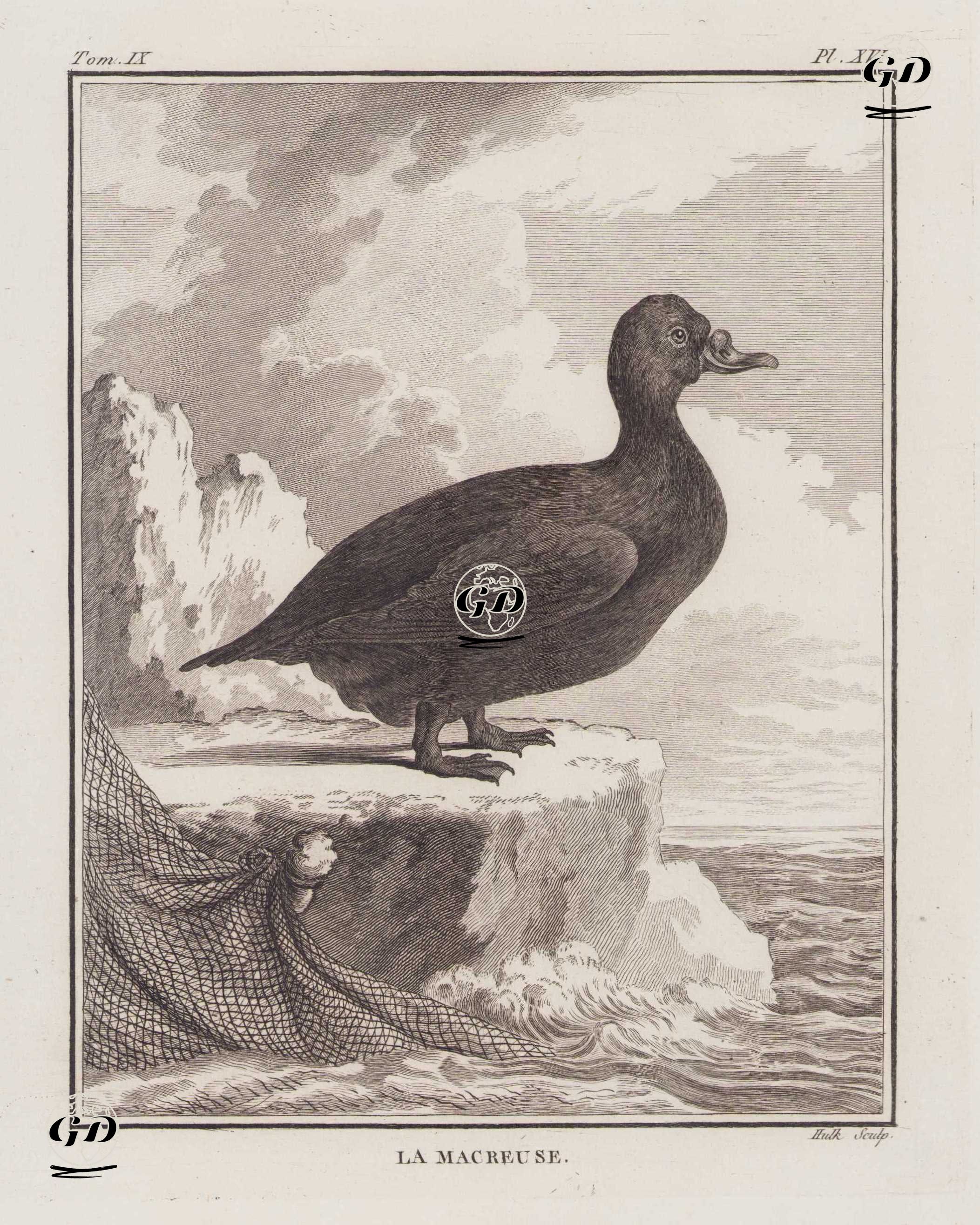 La Macreuse (Velvet Scoter-Melanitta Fusca) (Tom.IX. Plate XVI.)  - Georges Buffon (1707-1788) - 1780
