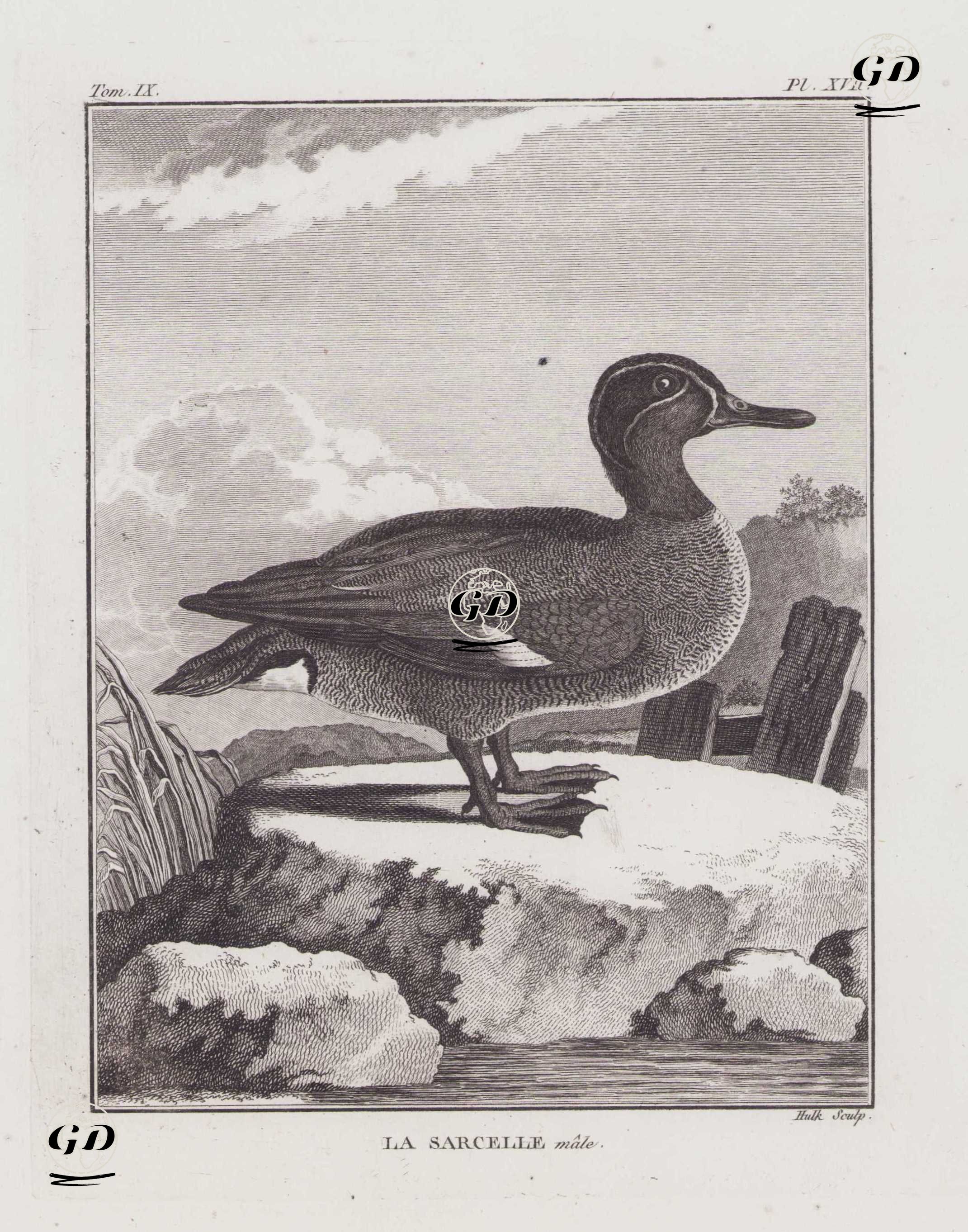 Çamurcun (Yeşilkanatlı Çamurcu Ördeği-Anas Crecca) (IX.Cilt XVII.Plate) - Georges Buffon (1707-1788) - 1780