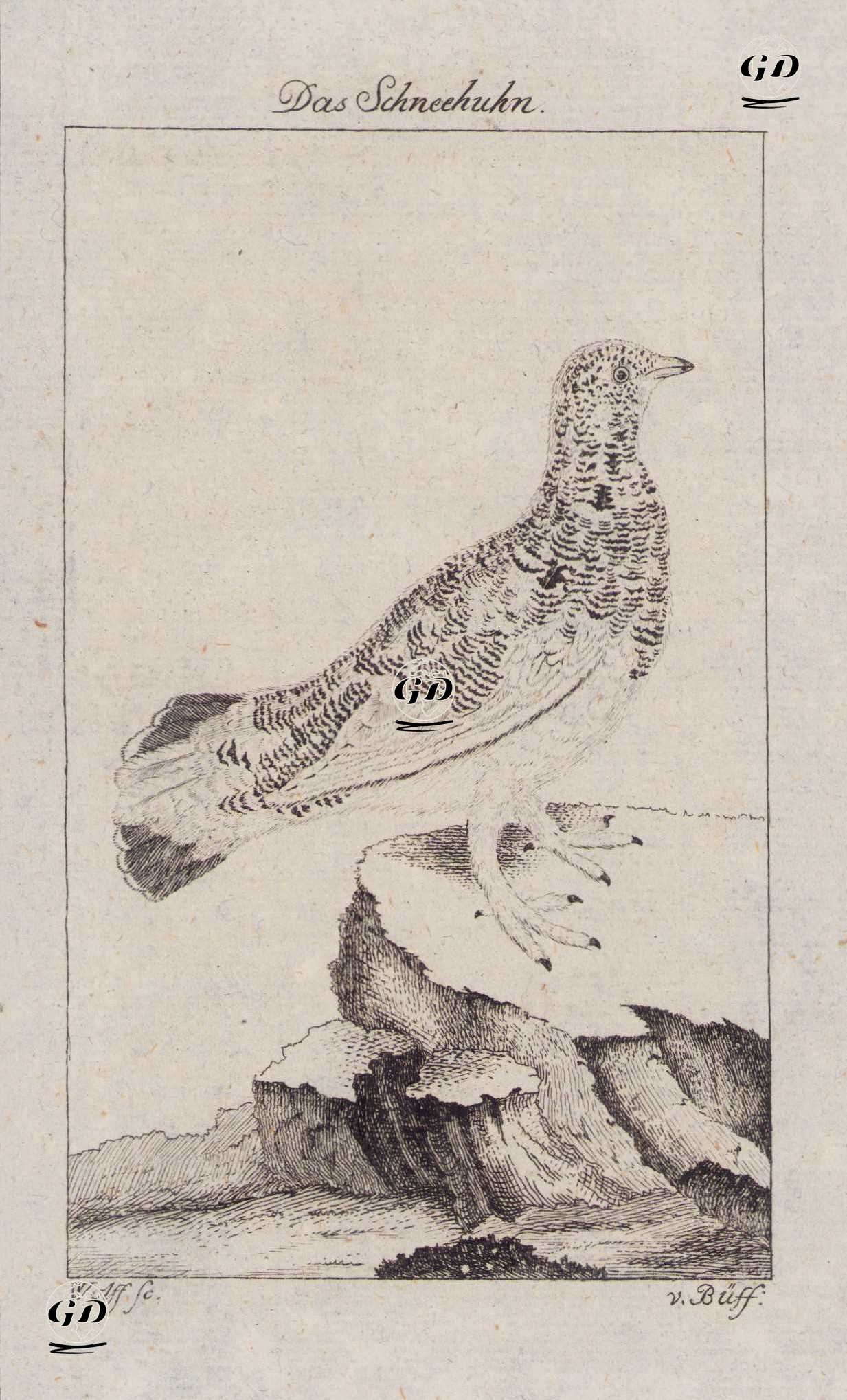 Das Schneehuhn (Rock Ptarmigan-Lagopus Muta)  - Wolff-Georges Buffon (1707-1788) - 1777