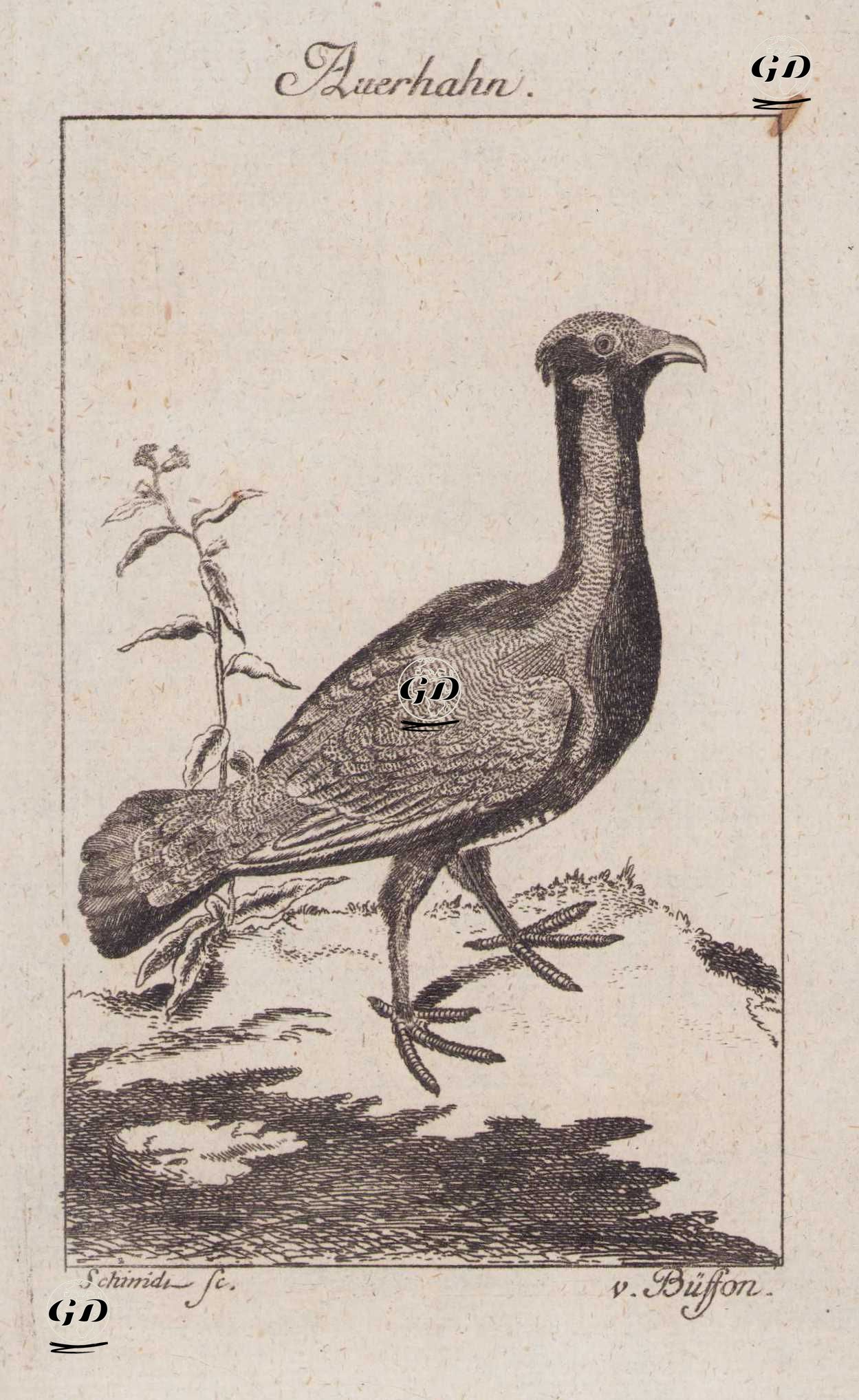 Büyük Orman Tavuğu(Erkek) (Çalıhorozu, Orman Horozu-Tetrao Urogallus) - Johann Gottfried Schmidt (1742-1800)-Georges Buffon (1707-1788) - 1777