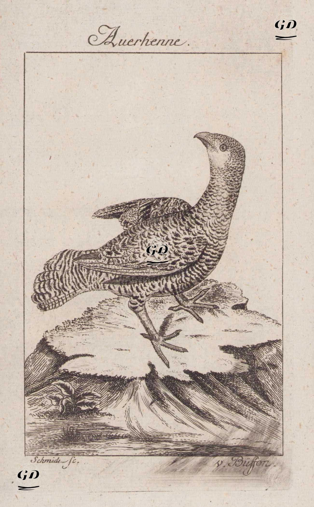 Büyük Orman Tavuğu (Disi) (Tetrao Urogallus) - Johann Gottfried Schmidt (1742-1800)-Georges Buffon (1707-1788) - 1777