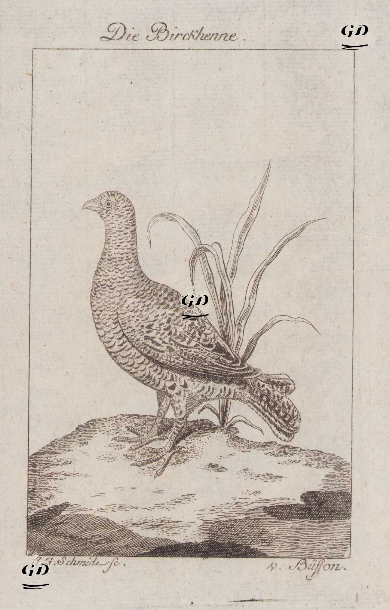 Orman Horozu (Disi) (Lyrurus Tetrix) - Johann Gottfried Schmidt (1742-1800)-Georges Buffon (1707-1788) - 1777