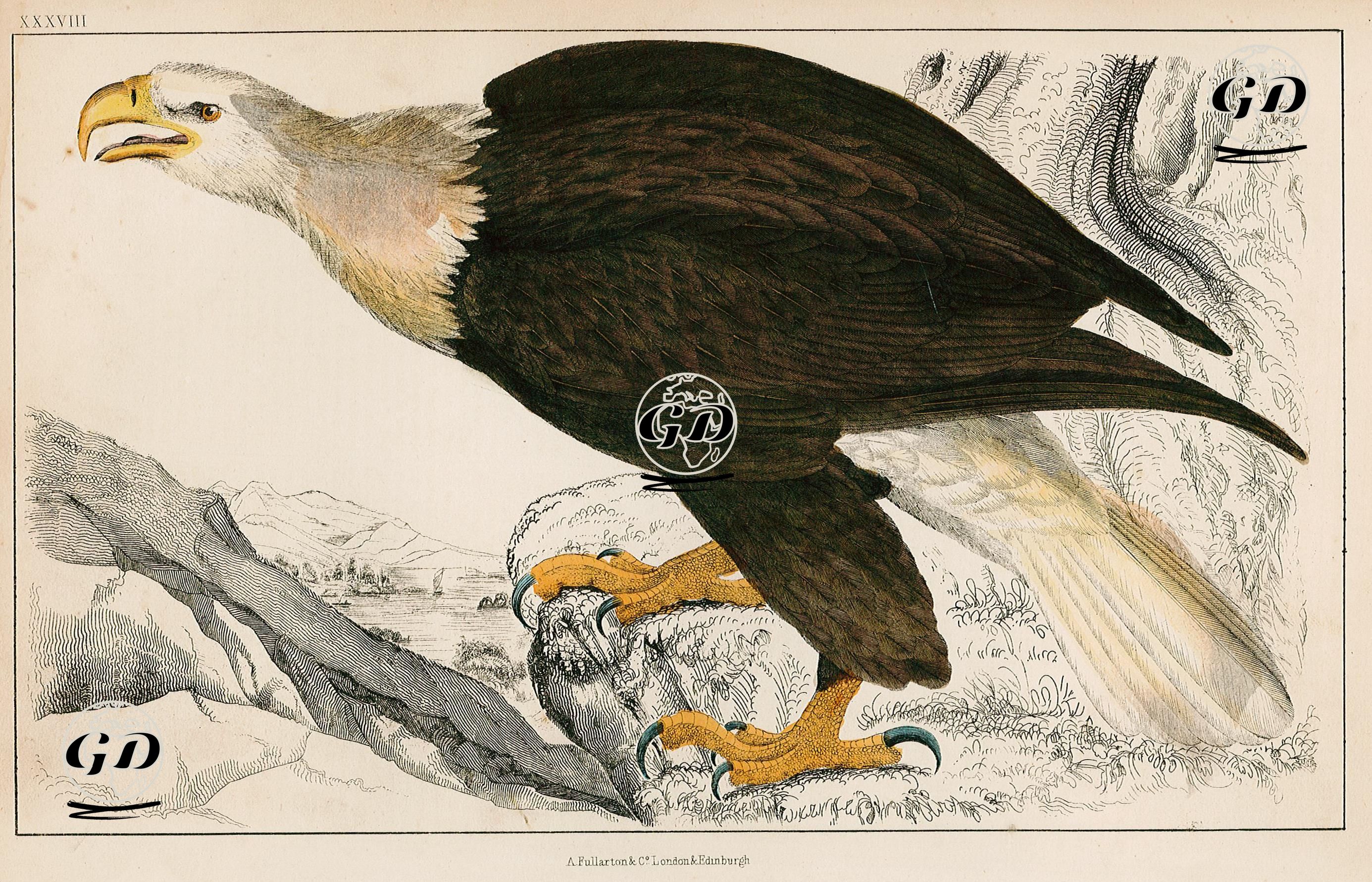 Beyaz Başlı Kartal -  - 1858