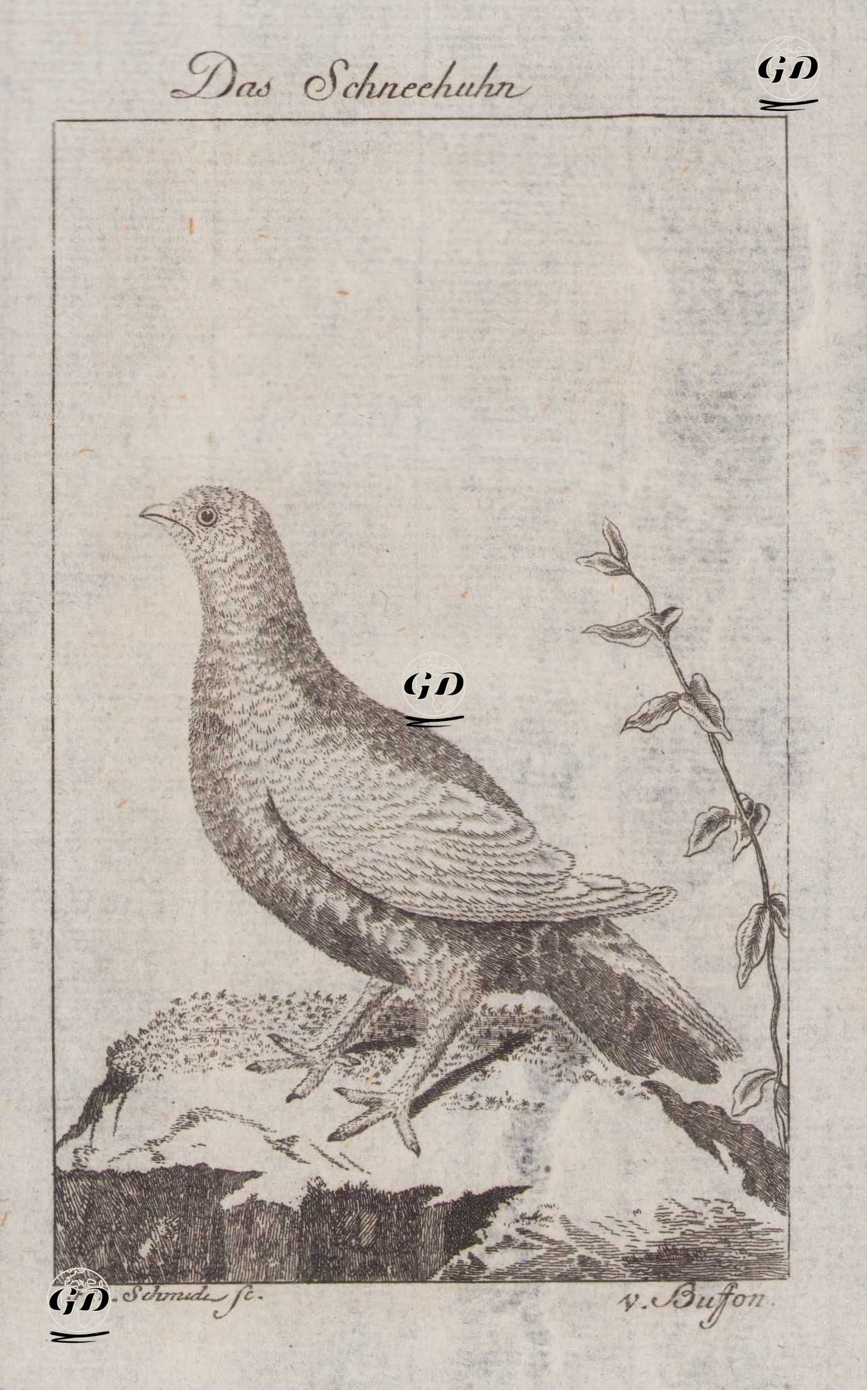Das Schneehuhn (Rock Ptarmigan-Lagopus Muta)  - Johann Gottfried Schmidt (1742-1800)-Georges Buffon (1707-1788) - 1777