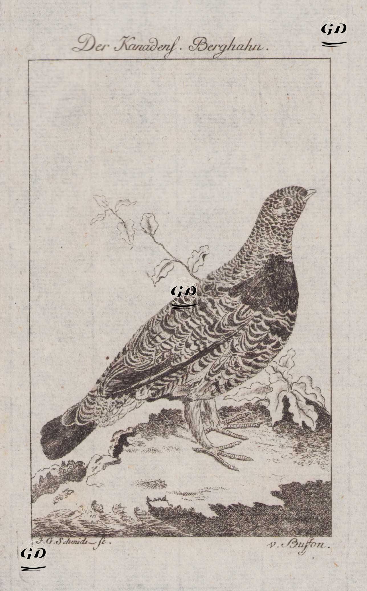 Kanada Tavuğu (Ladin Tavuğu-Canachites Canadensis, Tetrao Canadensis) - Johann Gottfried Schmidt (1742-1800)-Georges Buffon (1707-1788) - 1777