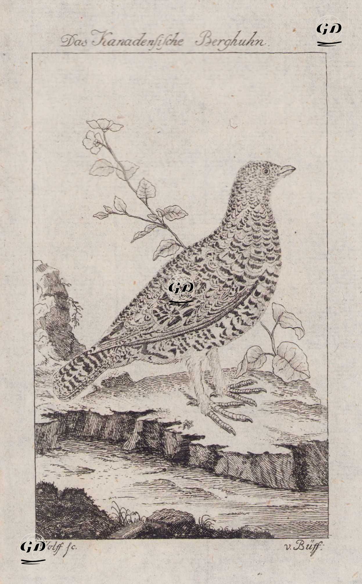 Kanada Tavuğu (Ladin Tavuğu-Canachites Canadensis, Tetrao Canadensis) - Wolff-Georges Buffon (1707-1788) - 1777