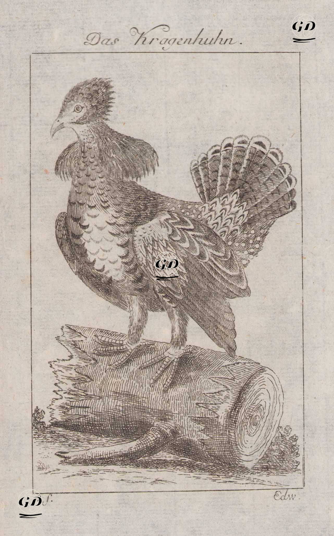 Yakalı Orman Tavuğu (Bonasa Umbellus, Tetrao Umbellus) - Georges Buffon (1707-1788) - 1777