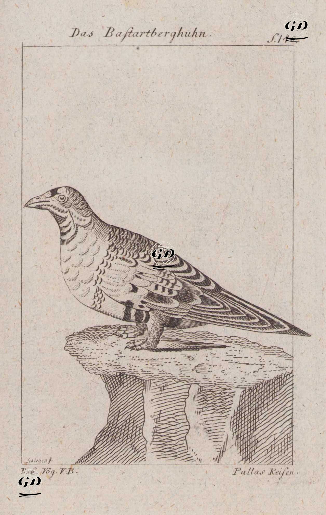 Paçalı Bağırtlak (Pallas Çöl Tavuğu-Syrrhaptes Paradoxus, Tetrao Paradoxa) - Johann Friedrich Schleuen (1739-1784)-Georges Buffon (1707-1788) - 1777