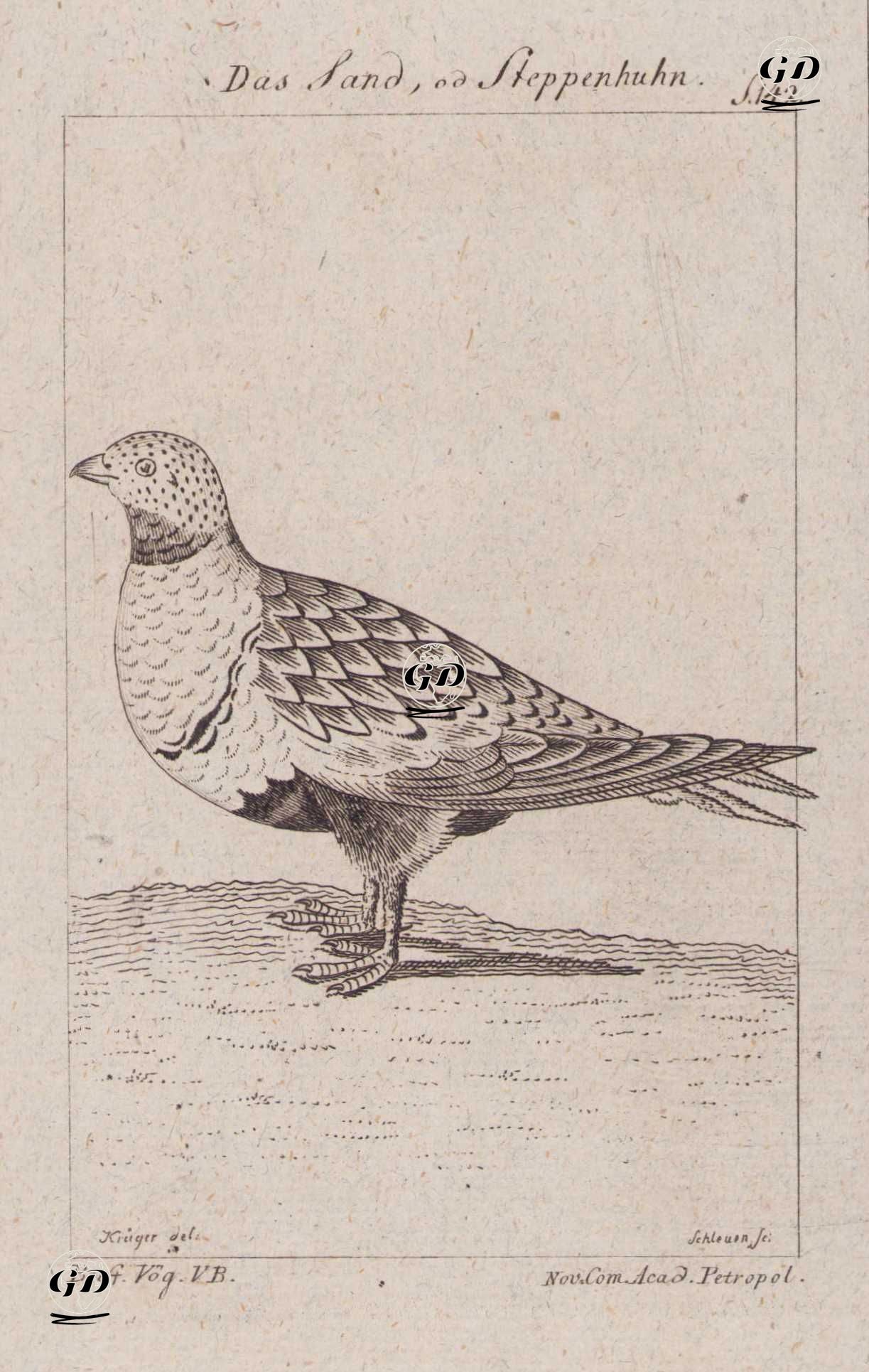 Das Sand, ou Steppenhuhn (Sand Partridge, Ammoperdix Heyi, Tetrao Arenaria)  - Ephraim Gottlieb Krüger (1756-1834)-Georges Buffon (1707-1788) - 1777