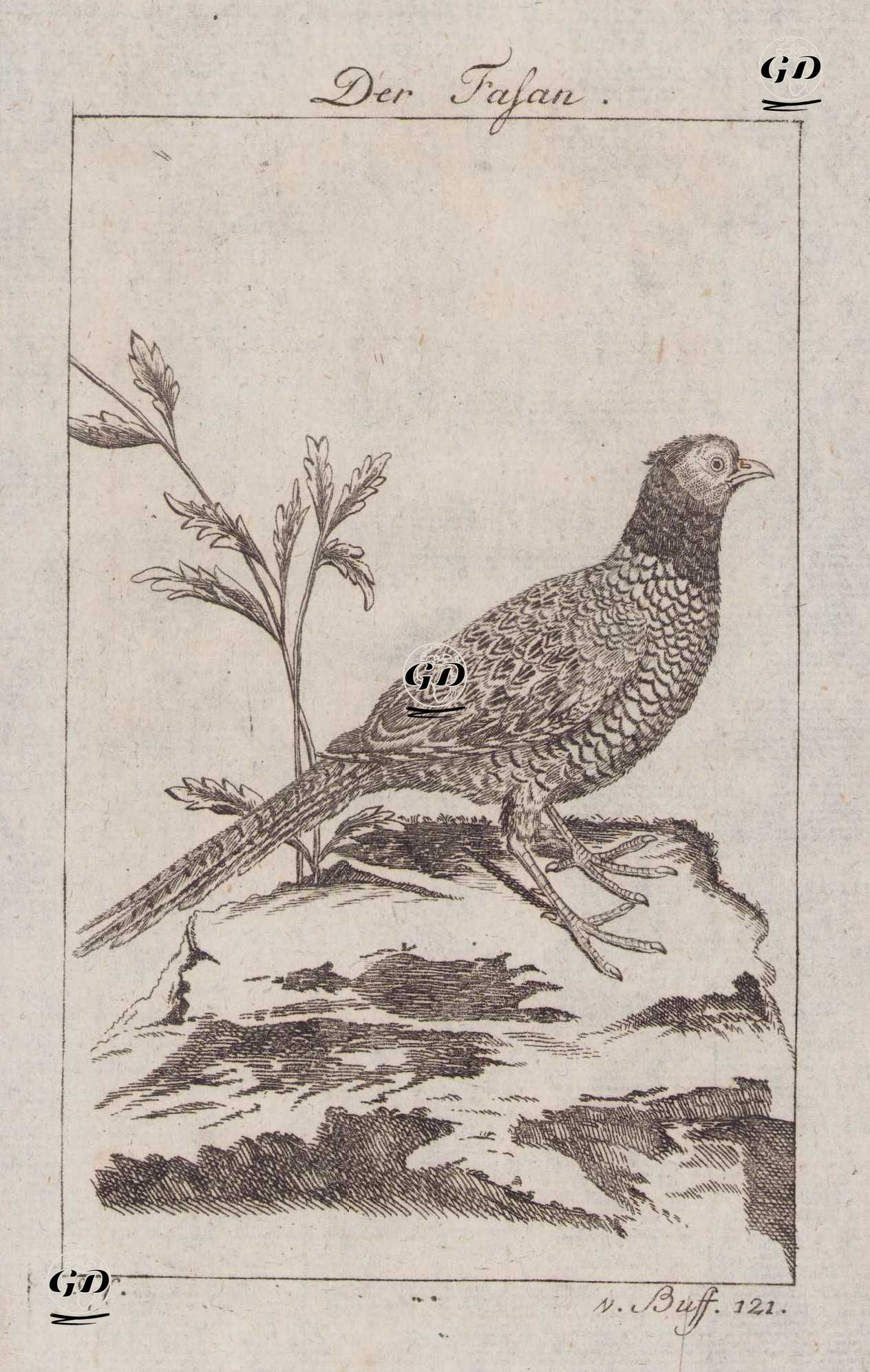 Der Fasan (Common Pheasant (Male), Ring-necked Pheasant-Phasianus Colchicus) - Georges Buffon (1707-1788) - 1777