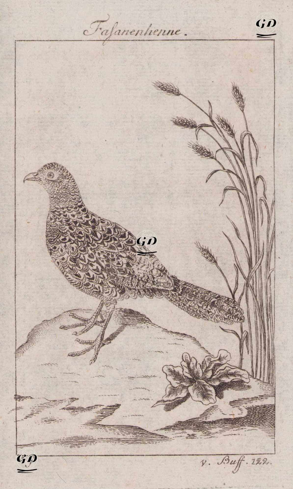 Fasanenhenne (Common Pheasant (Female), Ring-necked Pheasant-Phasianus Colchicus) - Georges Buffon (1707-1788) - 1777