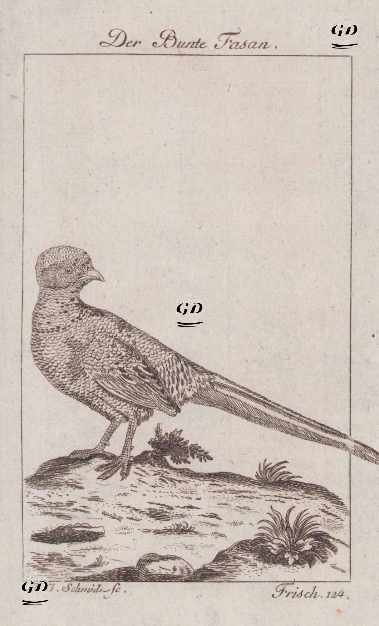 Der Bunte Fasan (Green Pheasant, Japanese Green Pheasant-Phasianus Versicolor)  - Johann Gottfried Schmidt (1742-1800)-Georges Buffon (1707-1788) - 1777