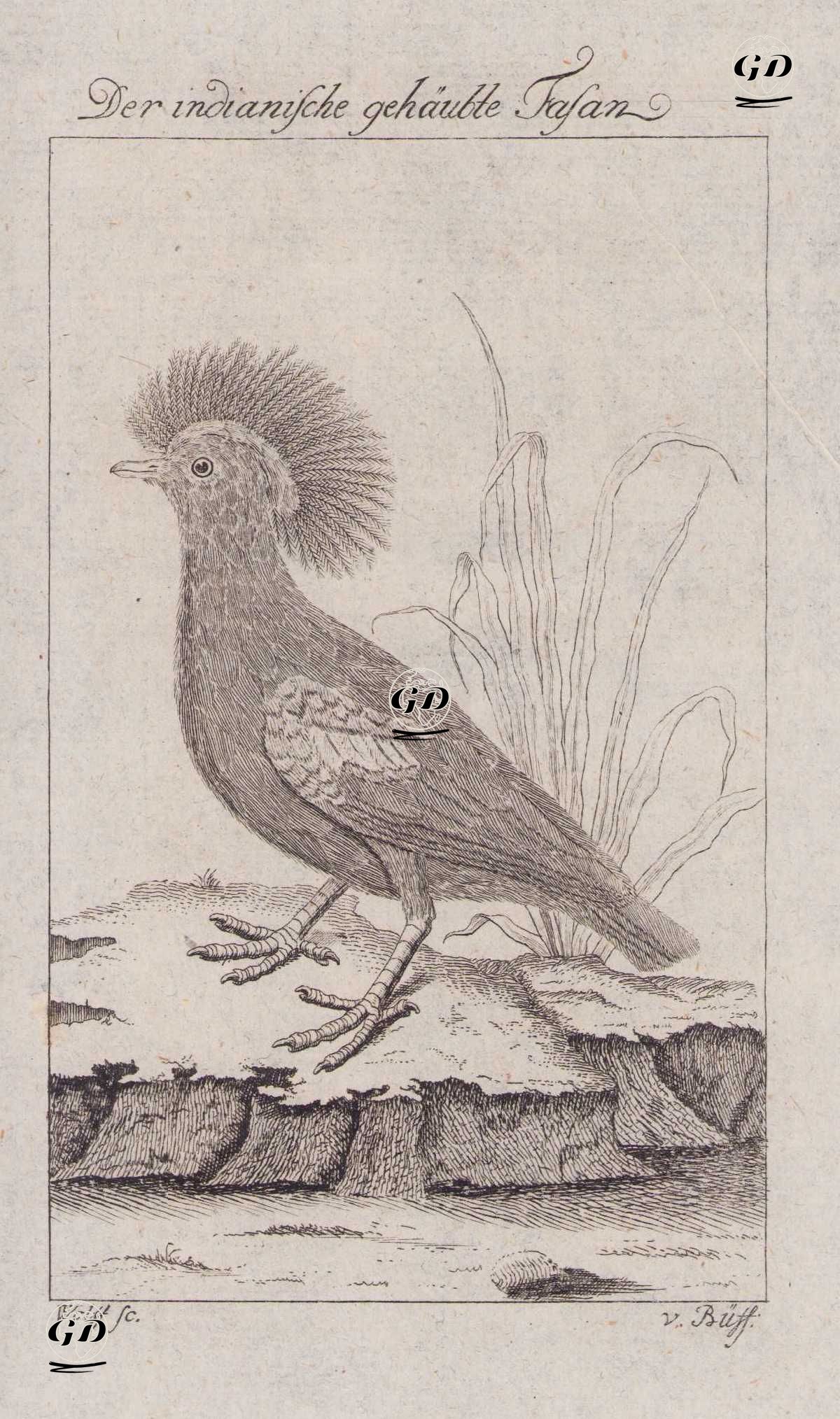 Der Indianische Gehaubte Fasan (Himalayan Monal, La Faisan Couronne des Indes-Lophophorus Impejanus, Phasianus Christatus Indicus) - Wolff-Georges Buffon (1707-1788) - 1777