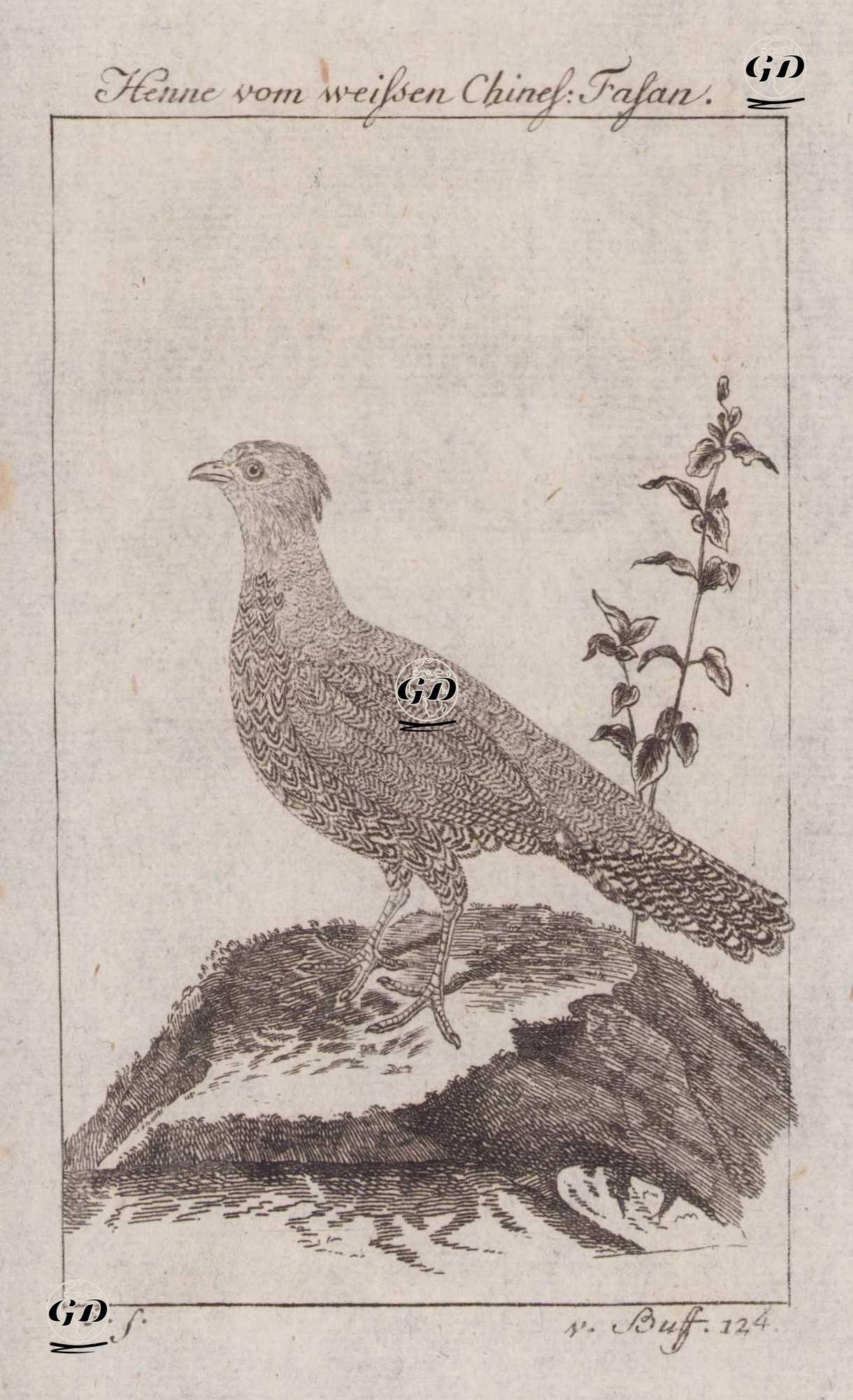 Çin Sülünü (Dişi) - Georges Buffon (1707-1788) - 1777