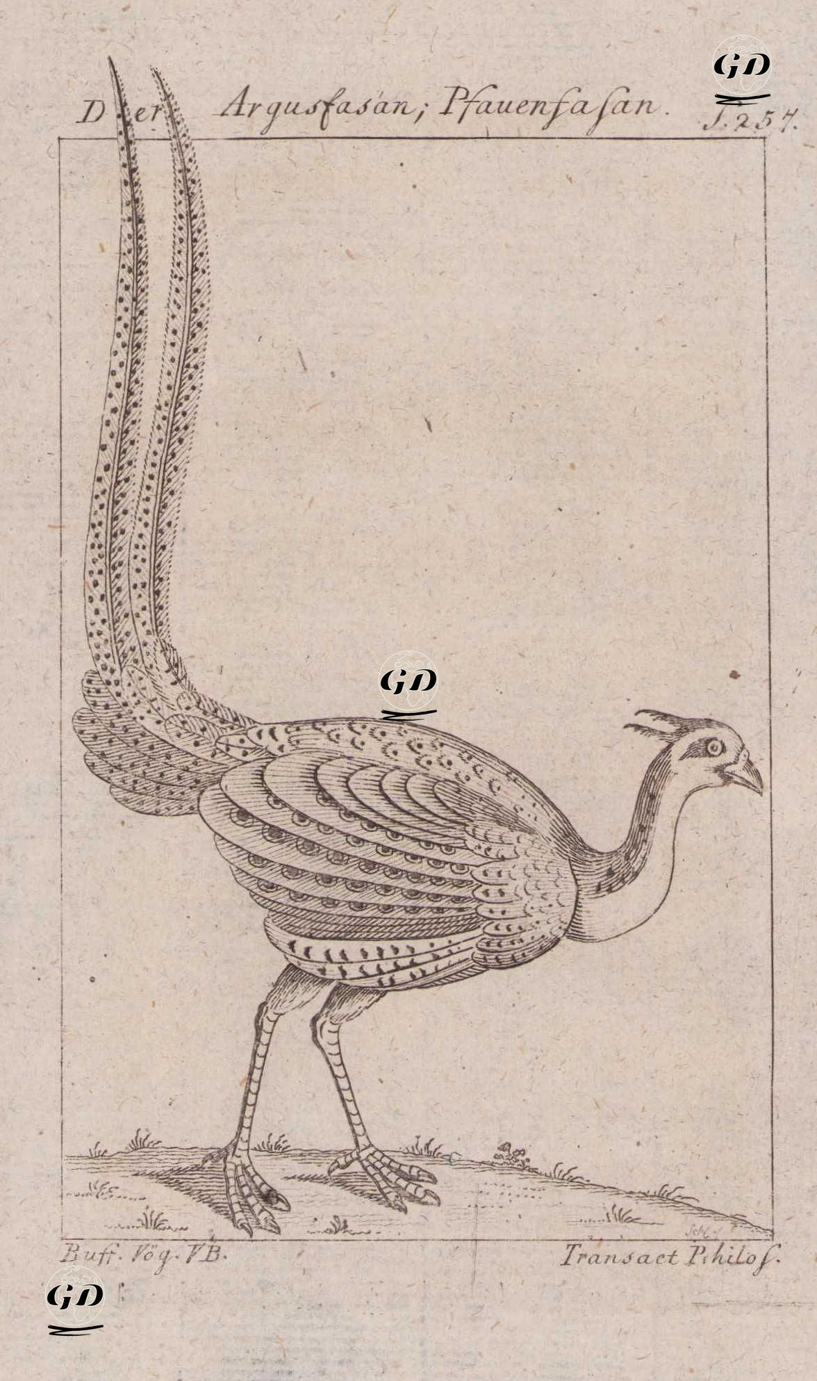 Büyük Argus (Argus Sülünü-Argusianus Argus)  - Georges Buffon (1707-1788) - 1777
