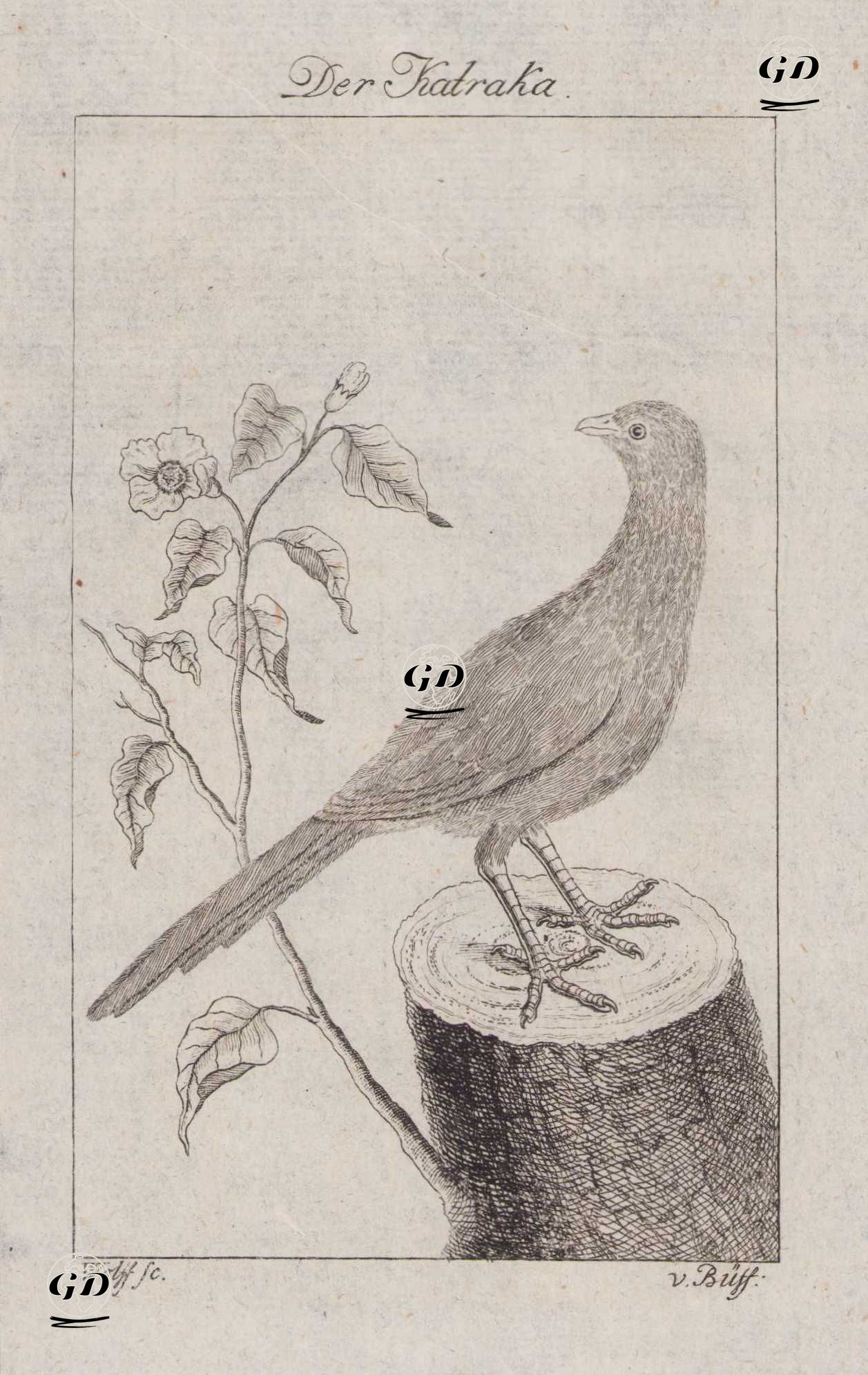 Guyana Sülünü - Wolff-Georges Buffon (1707-1788) - 1777