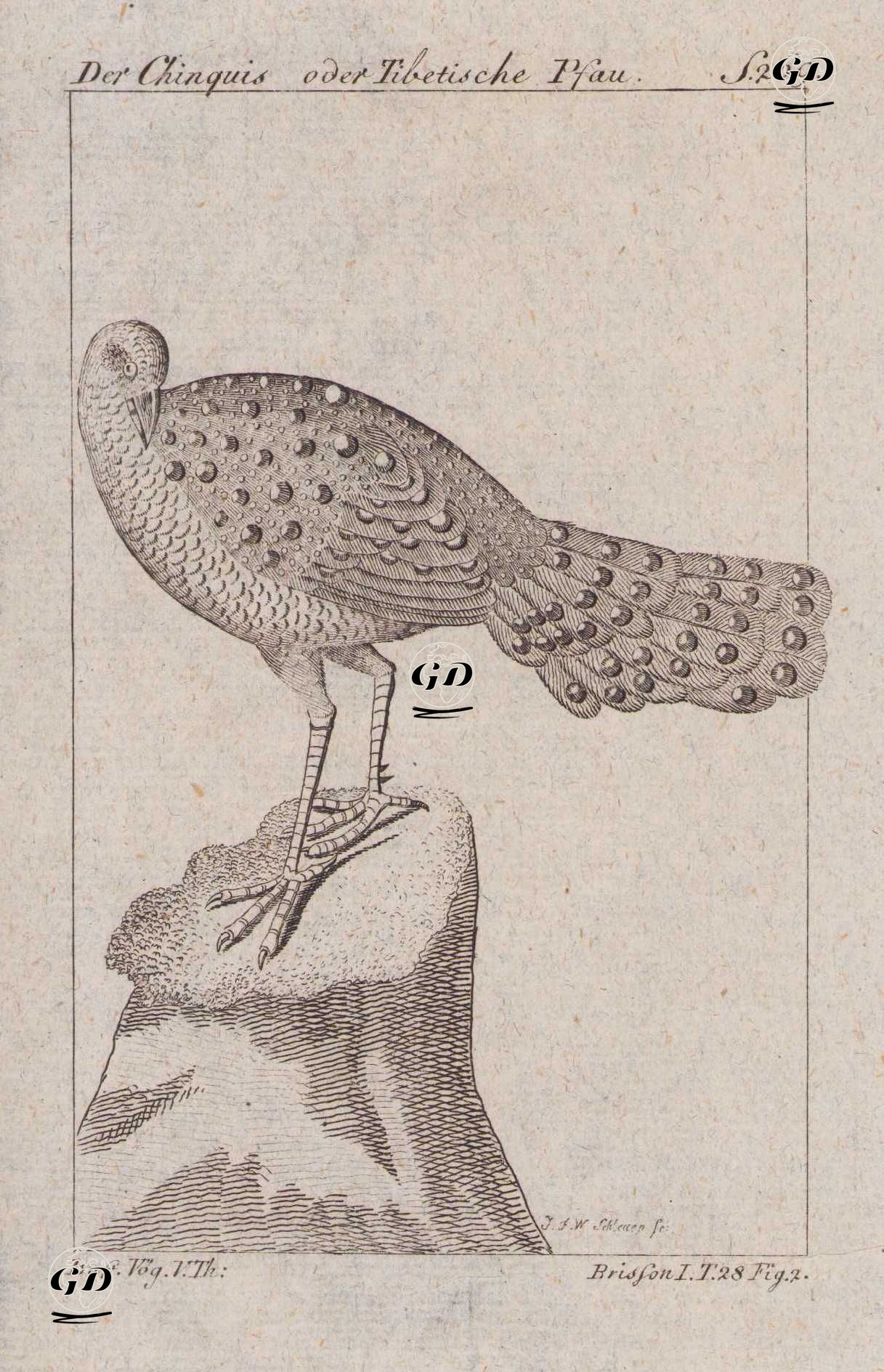Büyük Tavus Sülünü (Gri Tavus Sülünü-Polyplectron Bicalcaratum) - Georges Buffon (1707-1788) - 1777