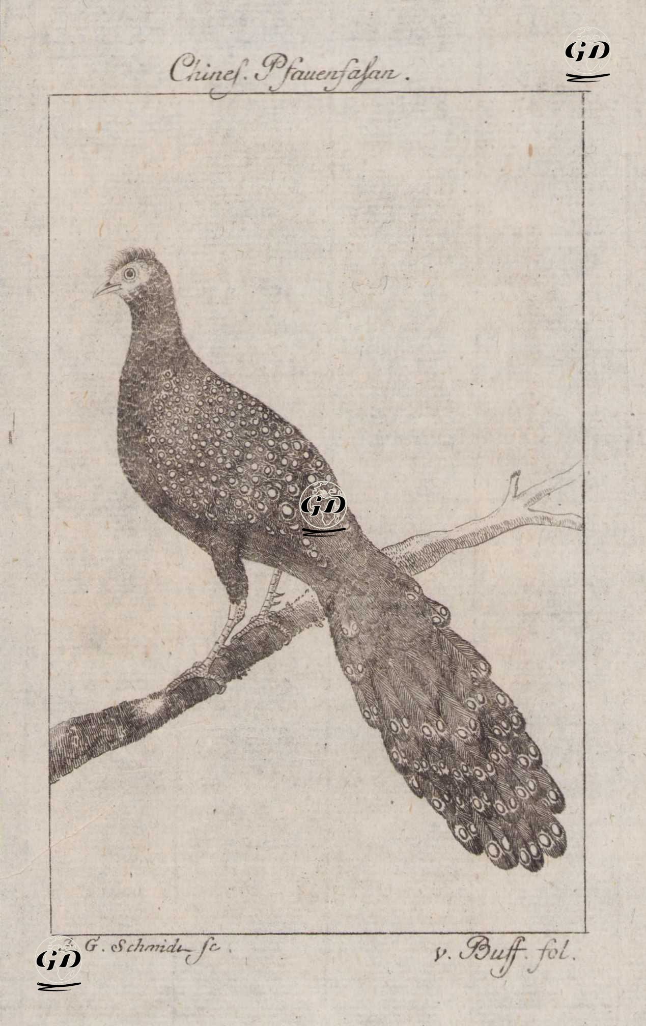 Çin Tavus Sülünü (Erkek) - Johann Gottfried Schmidt (1742-1800)-Georges Buffon (1707-1788) - 1777