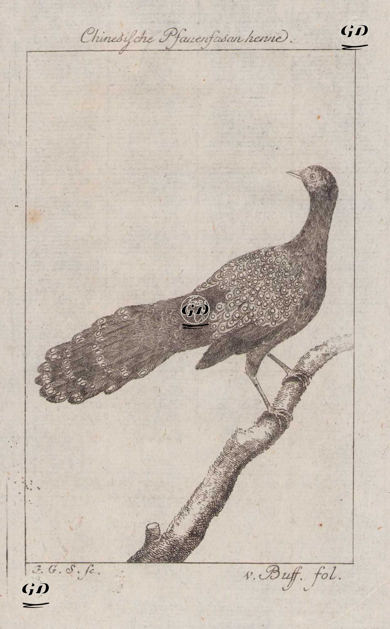 Çin Tavus Sülünü (Dişi) - Johann Gottfried Schmidt (1742-1800)-Georges Buffon (1707-1788) - 1777