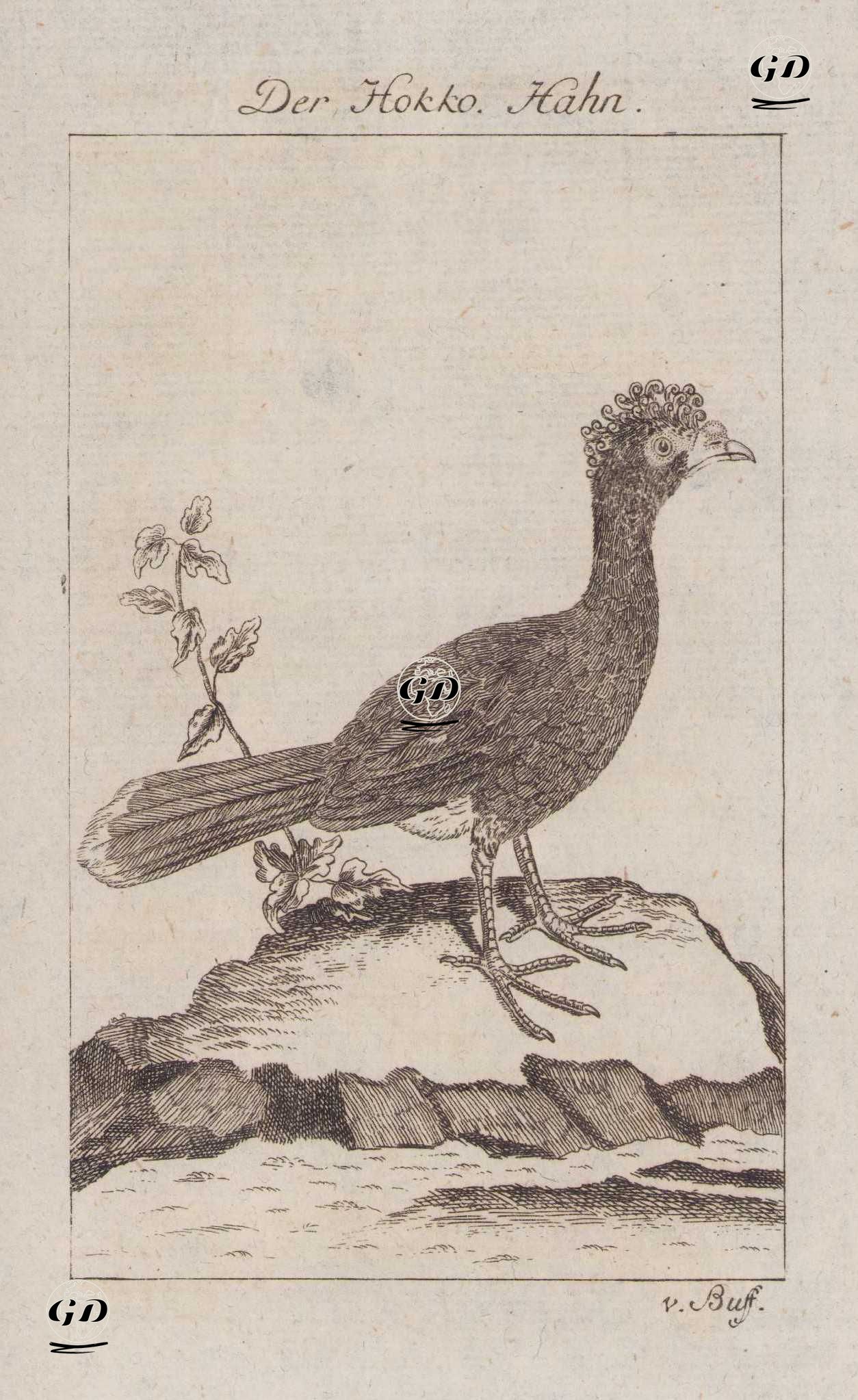 Hokko Tavuğu (Erkek) - Georges Buffon (1707-1788) - 1777