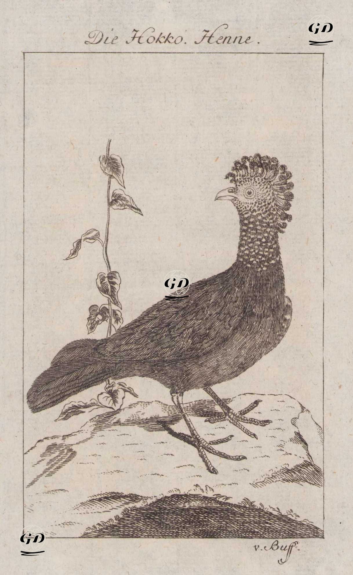 Hokko Tavuğu (Dişi) - Georges Buffon (1707-1788) - 1777